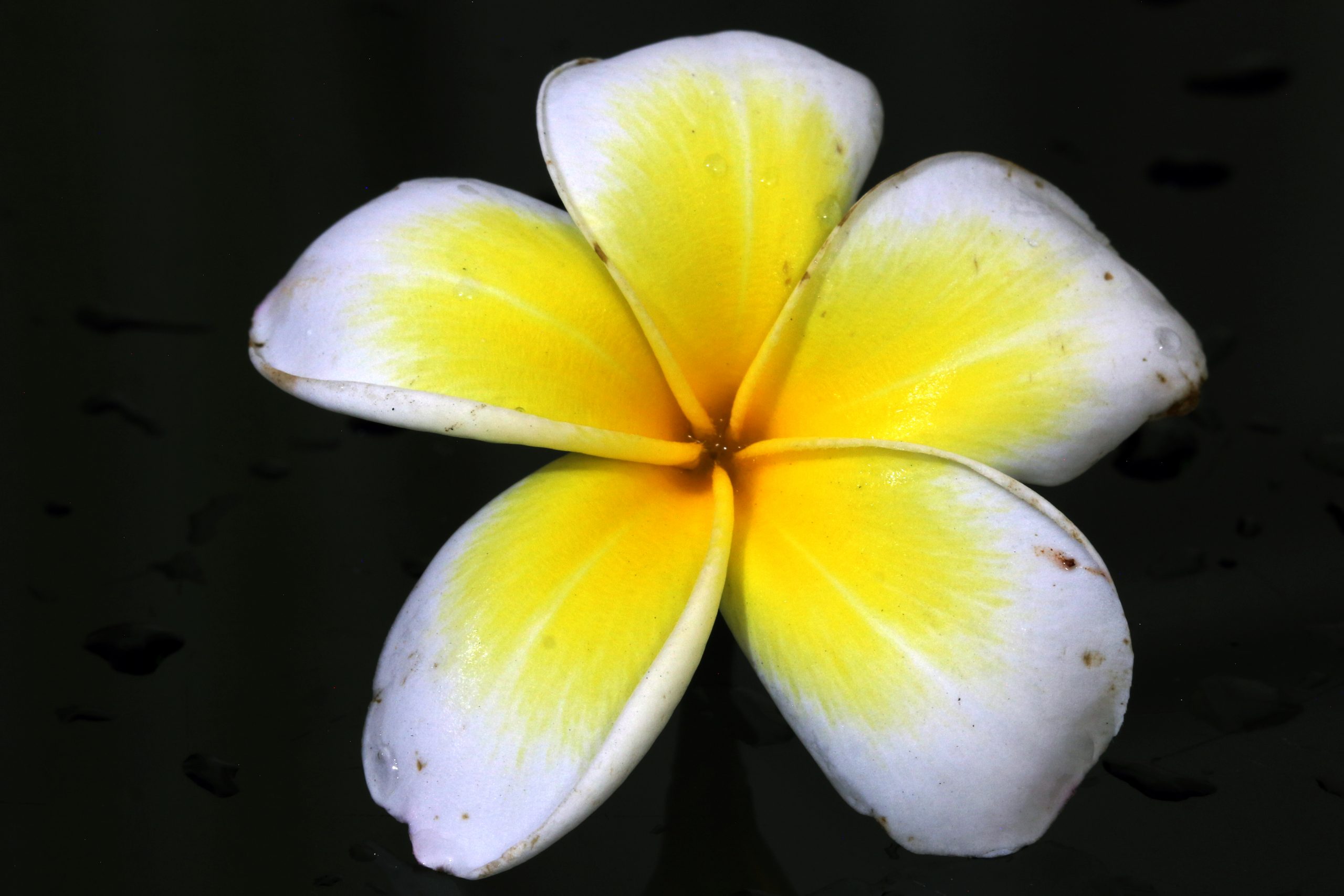 Solitary Gulancha flower