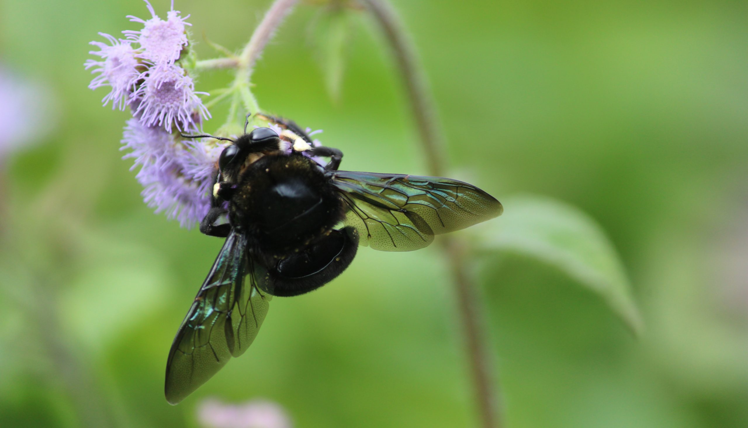 Southern carpenter bee in a Flower on Focus