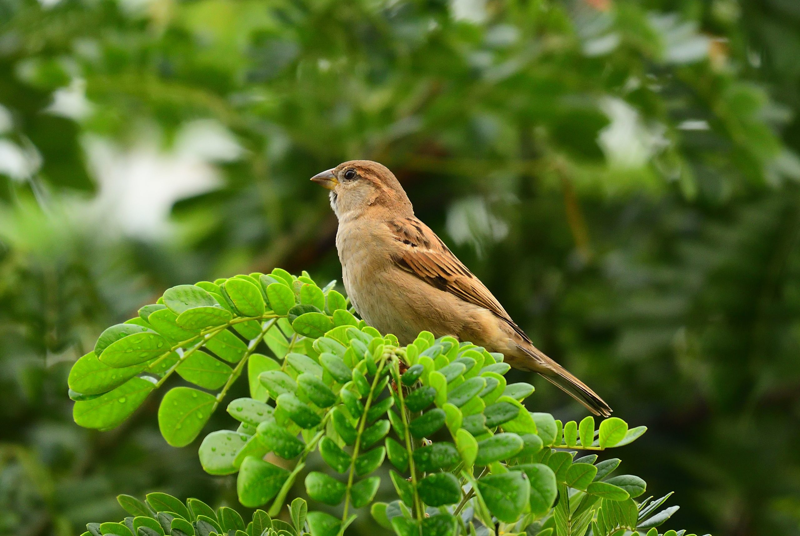 perching sparrow