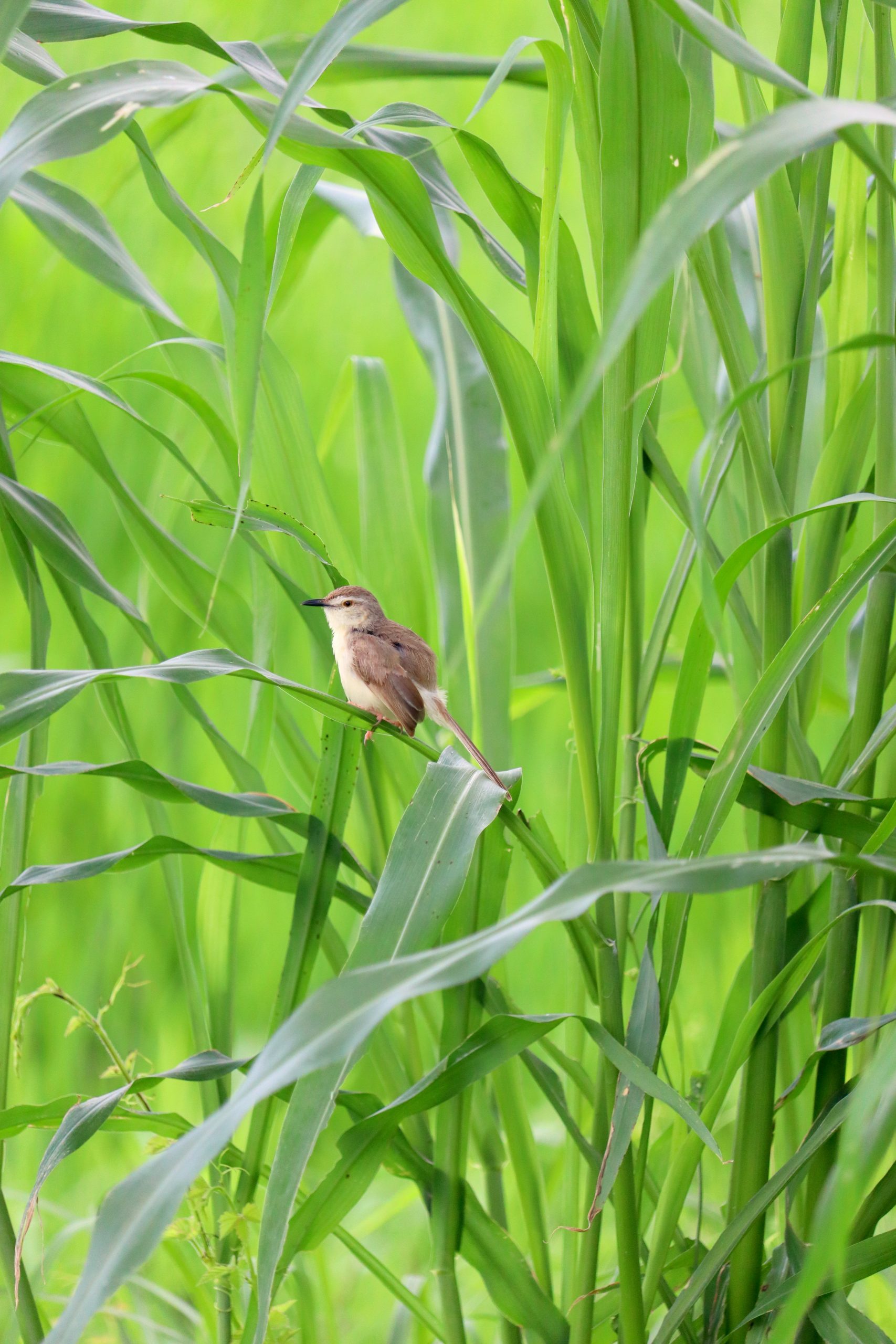 Sparrow bird on a green leaf
