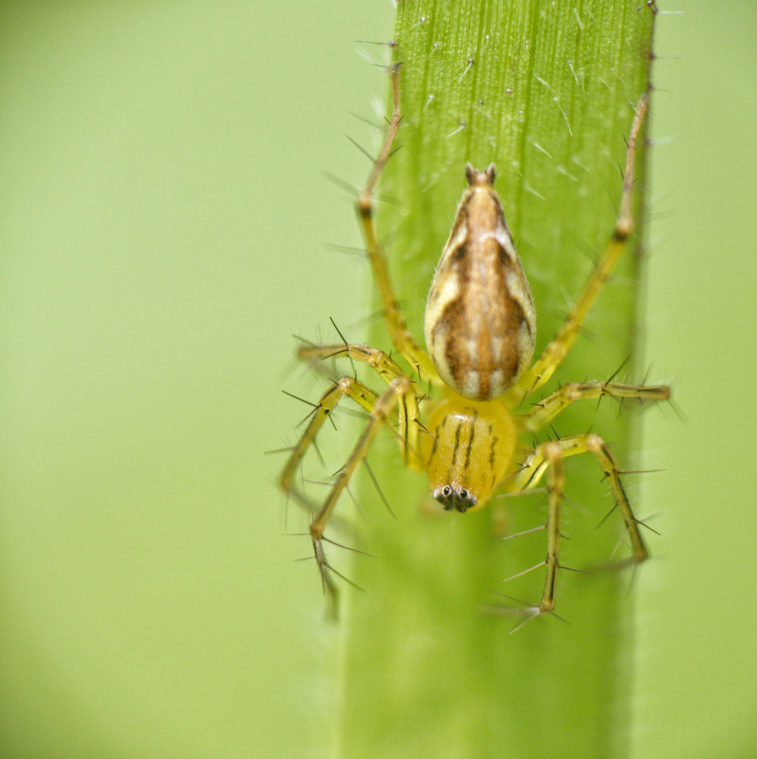 Hairy spider on a leaf