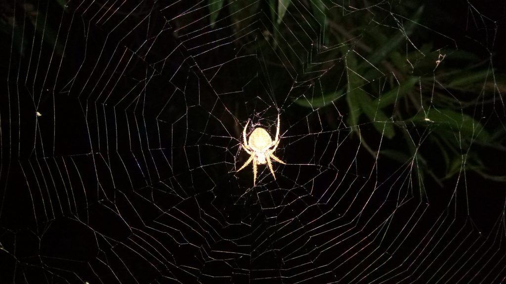 Spider Web on Focus - PixaHive