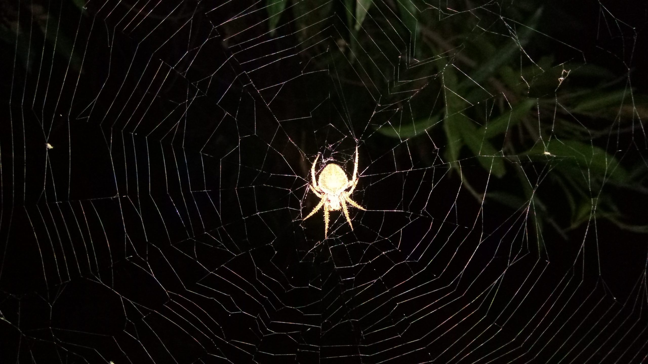 Spider Web on Focus