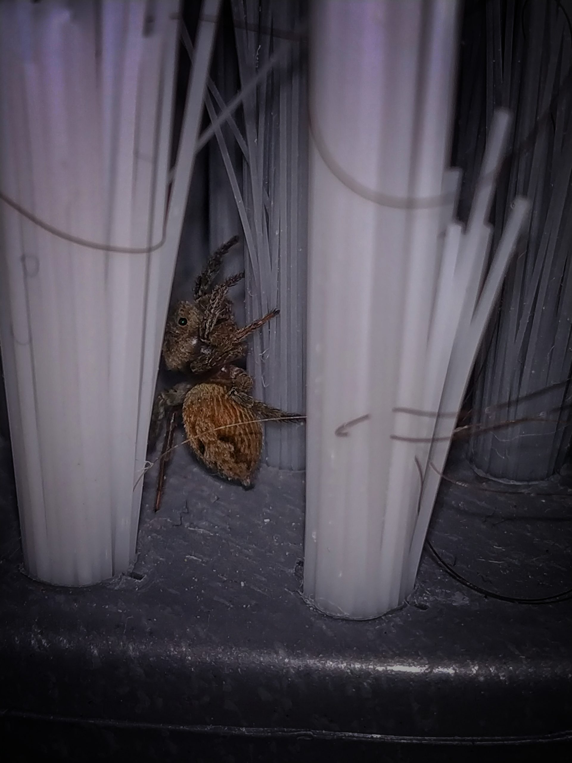 Spider in a Laundry Brush