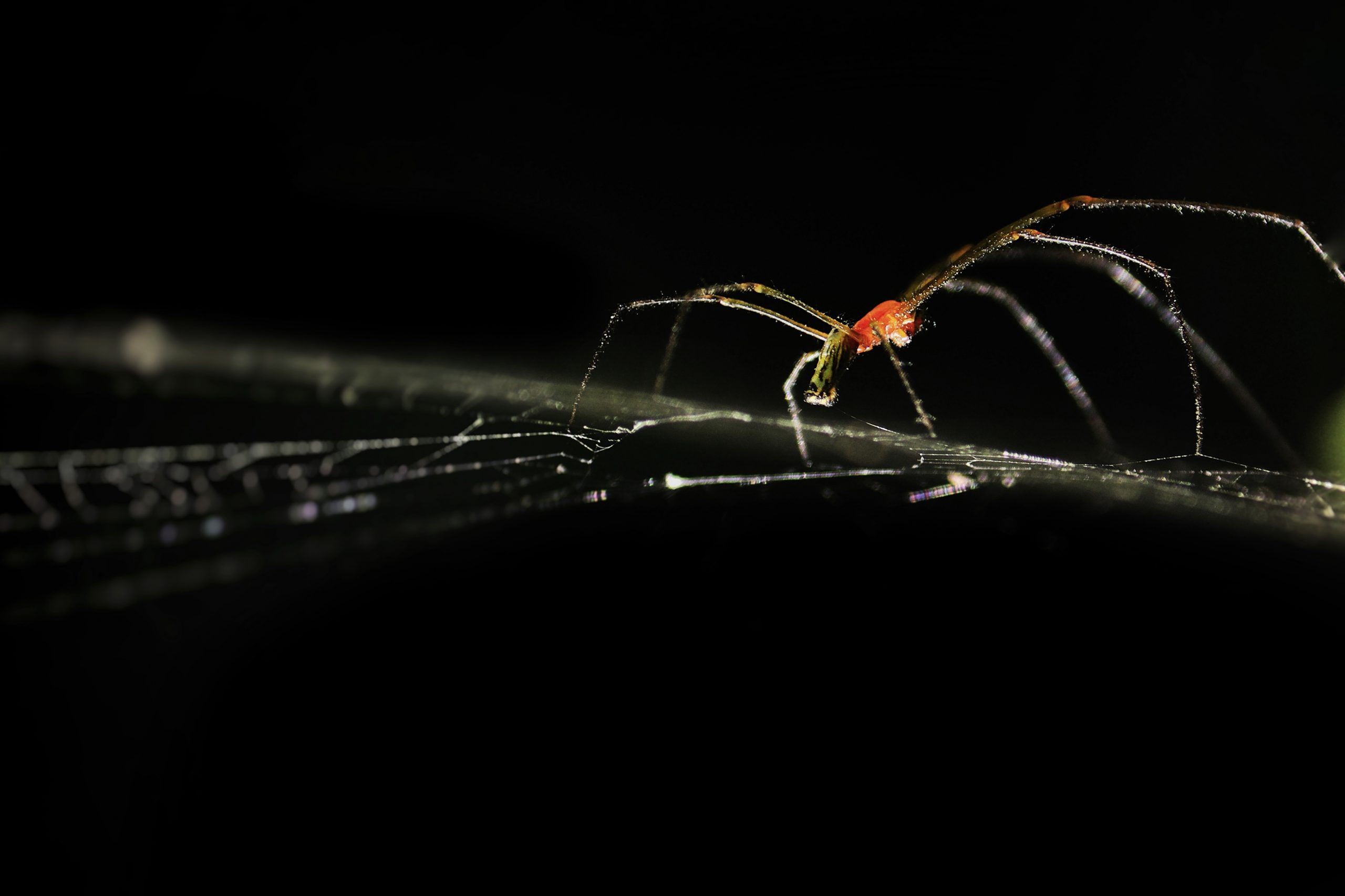 Spider in a dark place