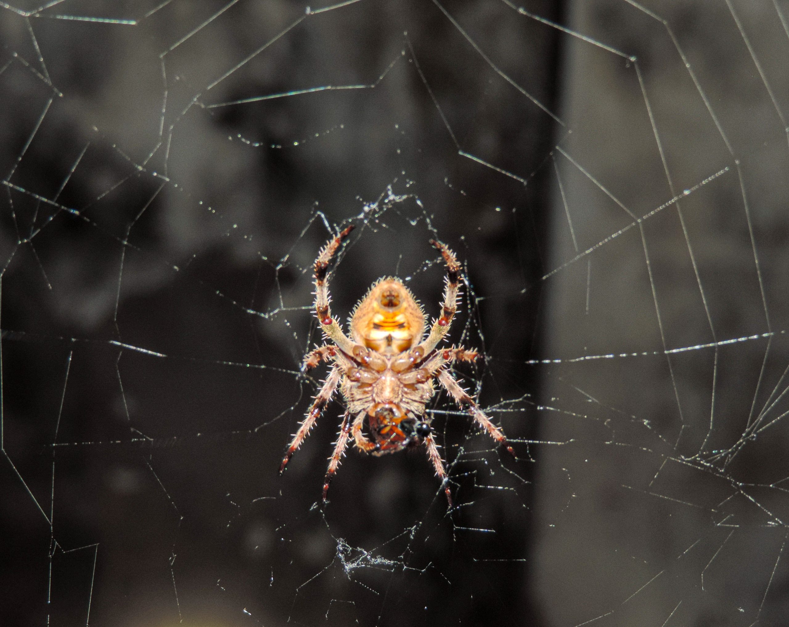 Spider on Focus