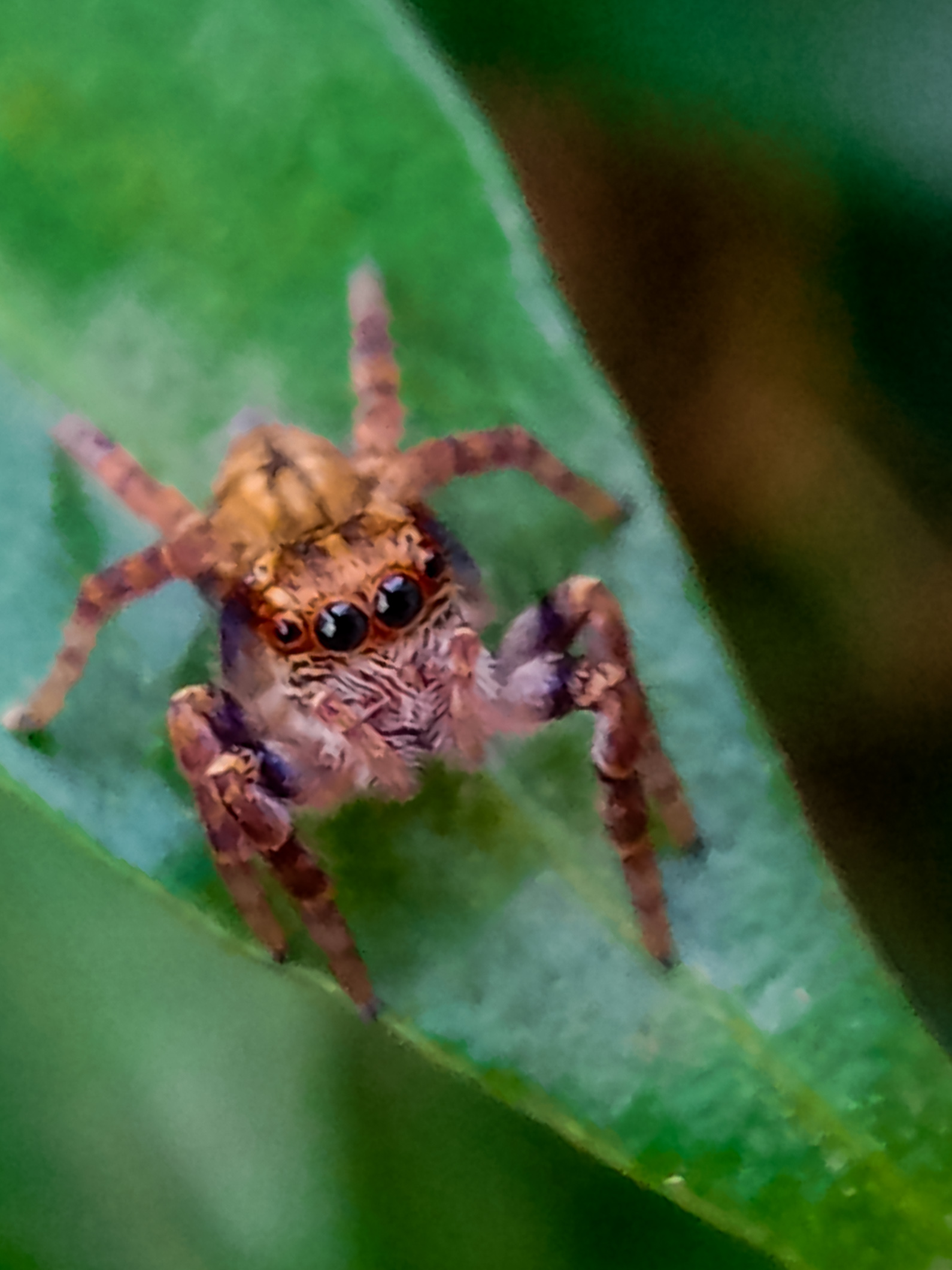 Spider sitting on a leaf