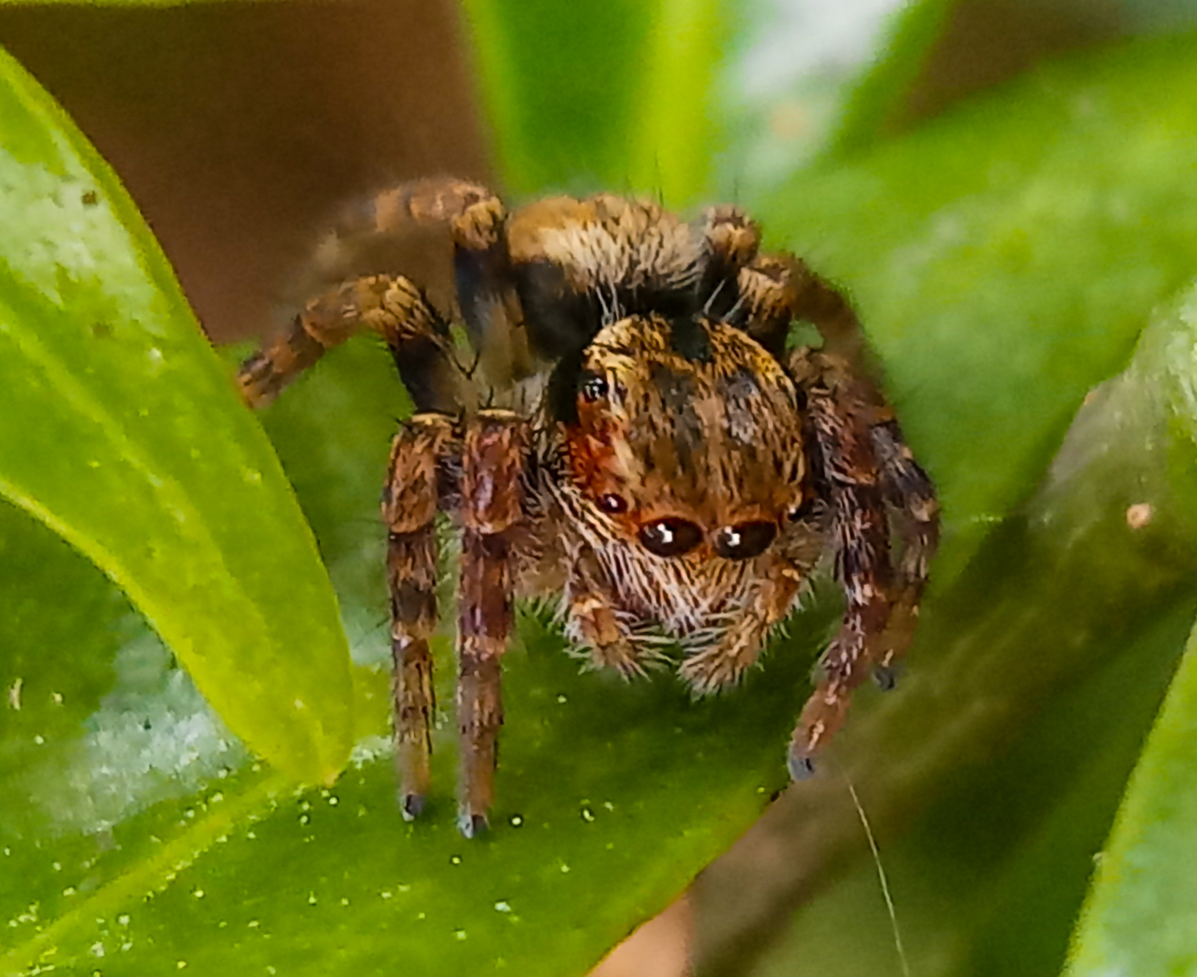 Spider sitting on a leaf