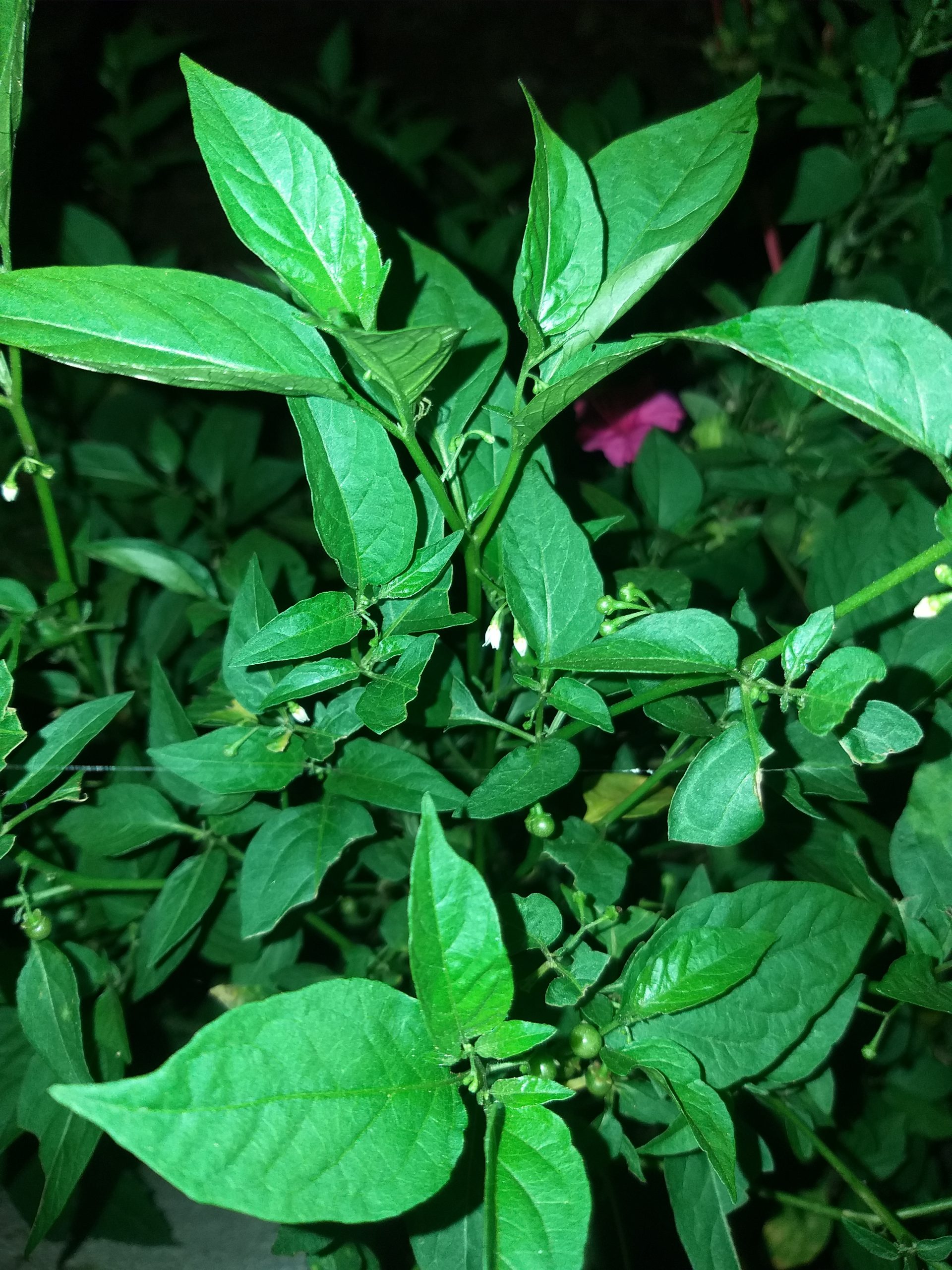 Capturing Plant at Night