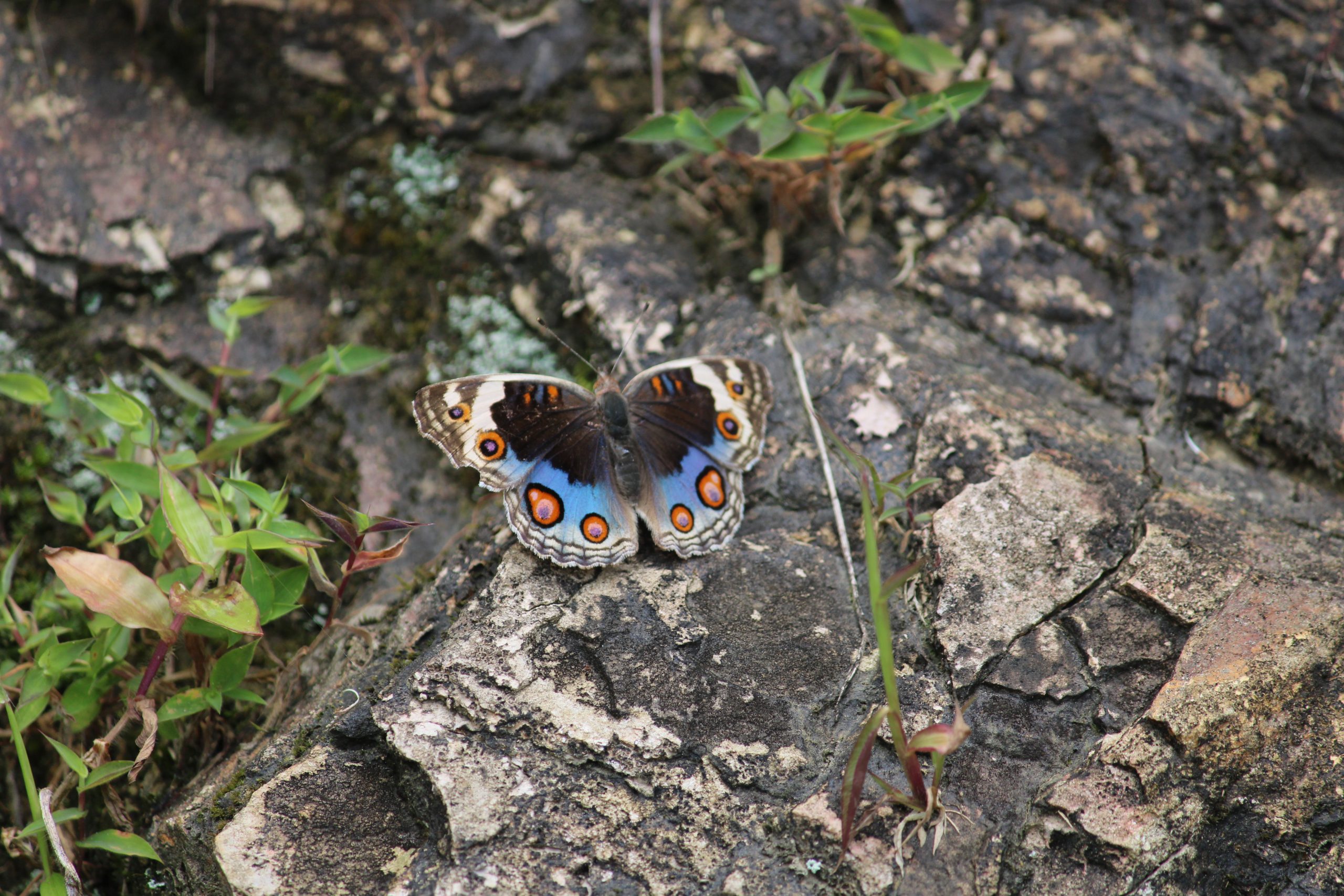Spotted Blue Butterfly