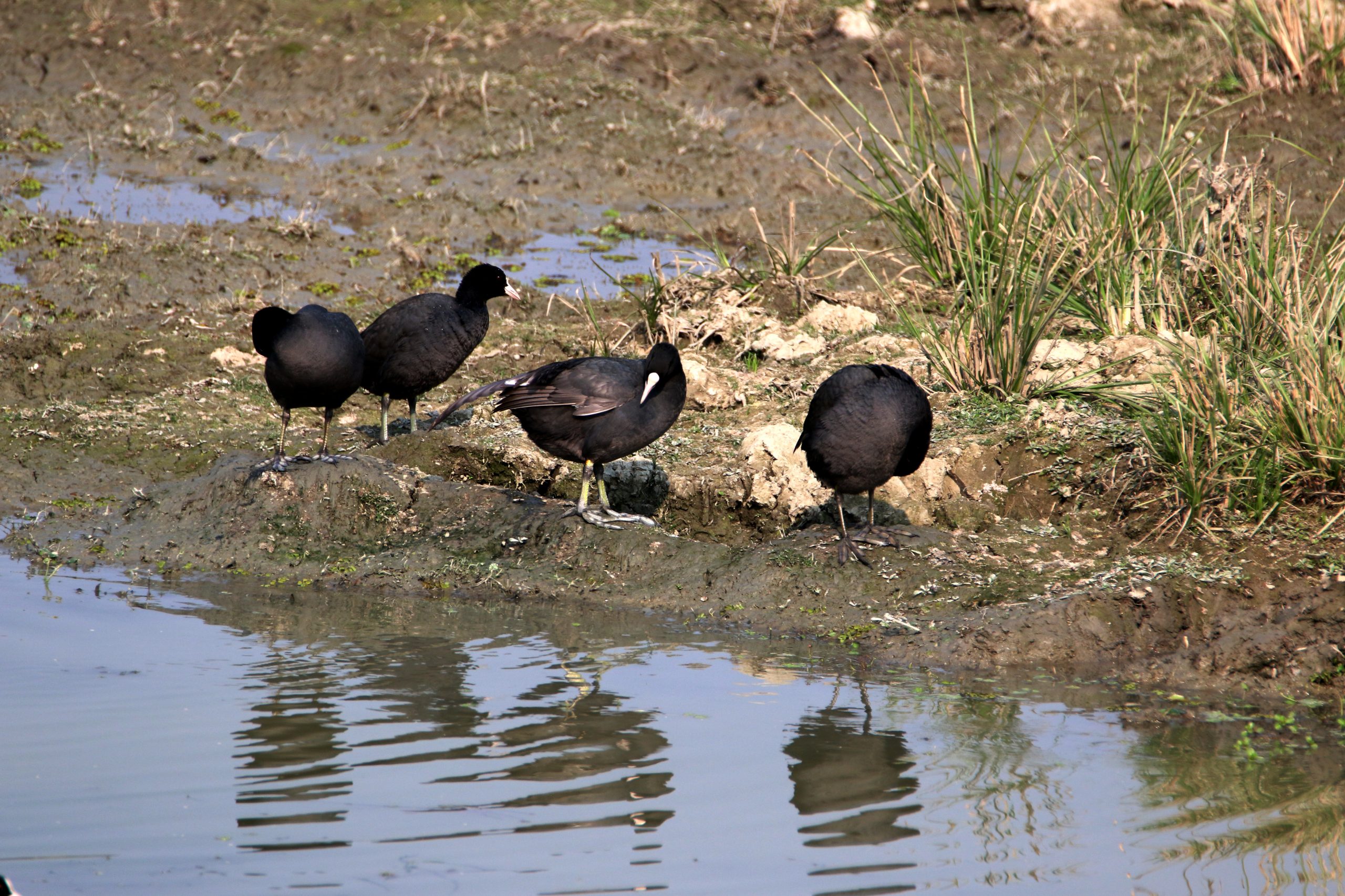 Spotted Coots Beside the River