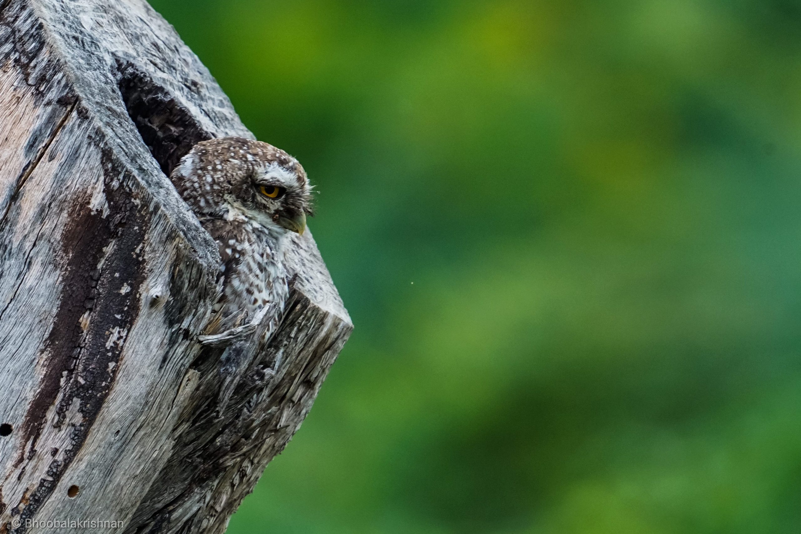 owl in a tree hole