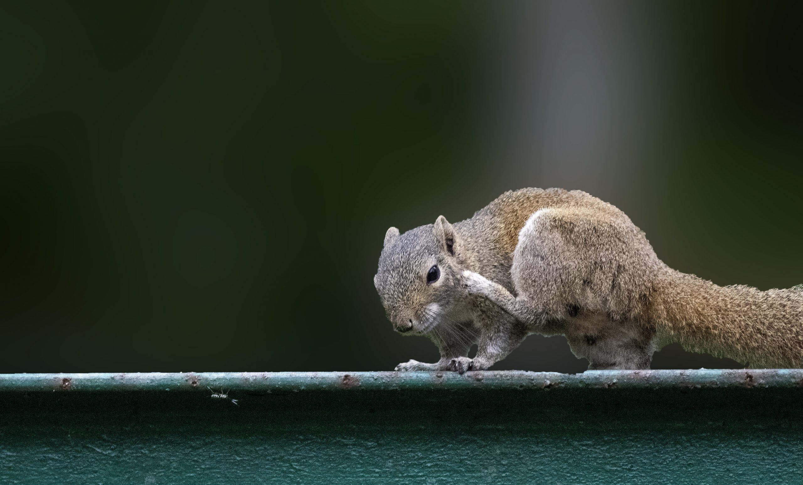 Squirrel on a metallic rod