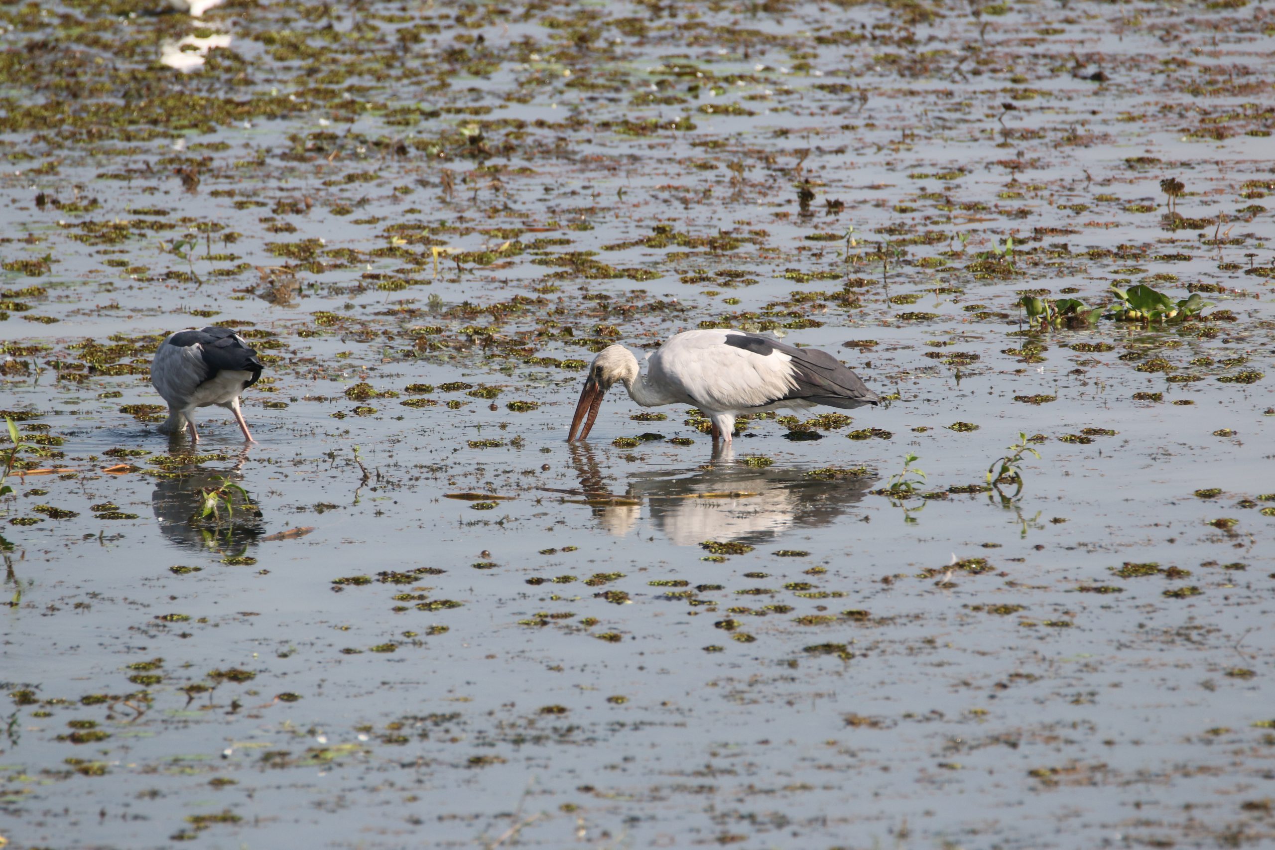 stork finding food in a pond