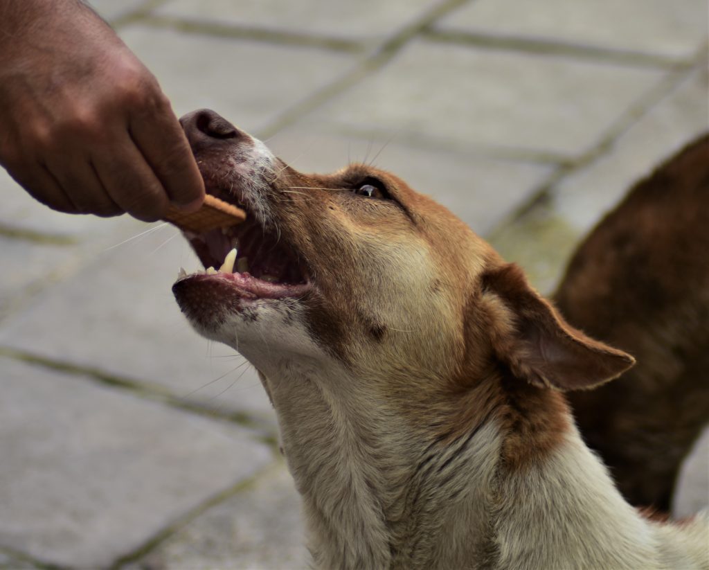 biscuits for stray dogs