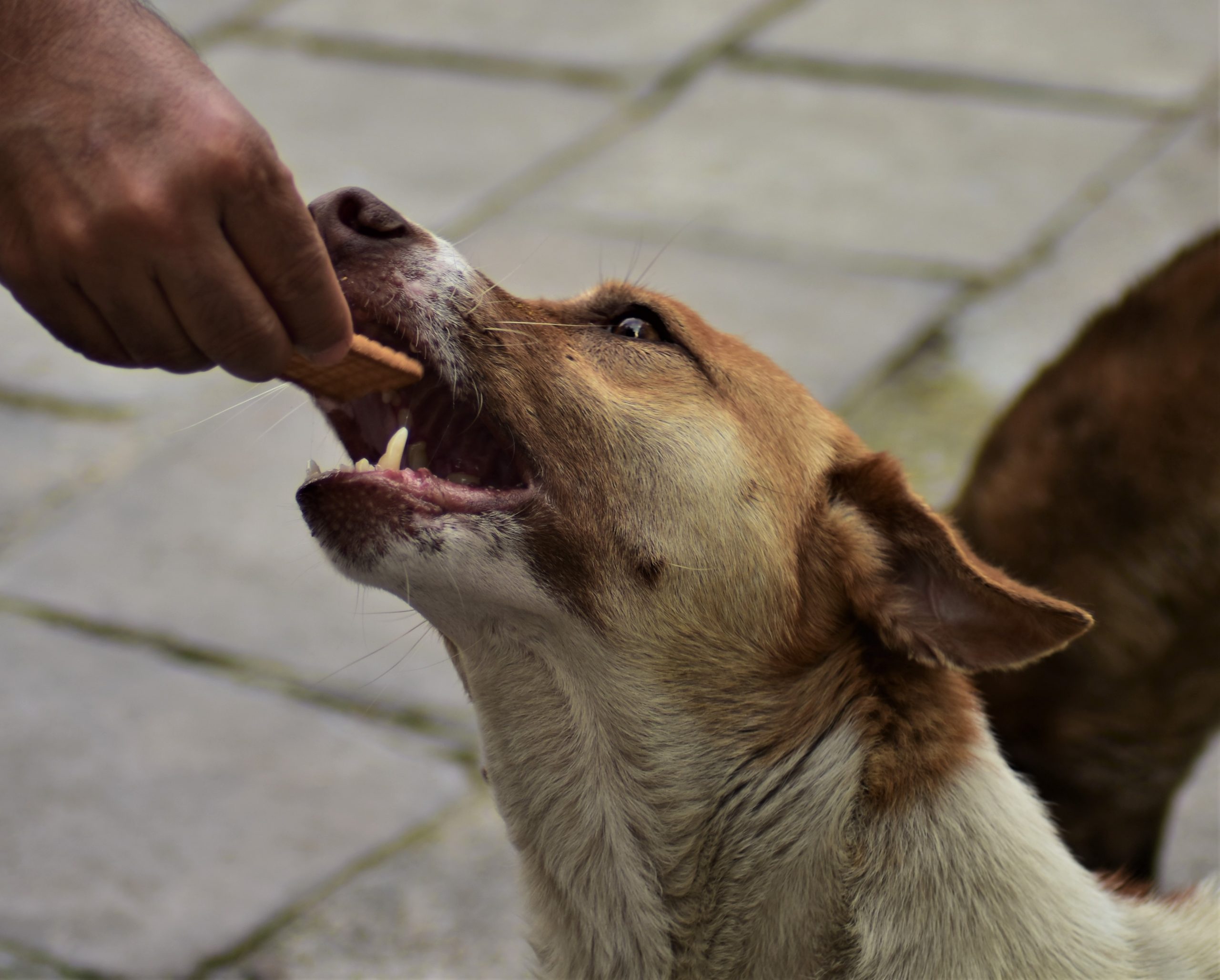 Stray dog eating a biscuit