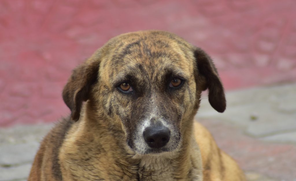 Stray dog portrait - PixaHive