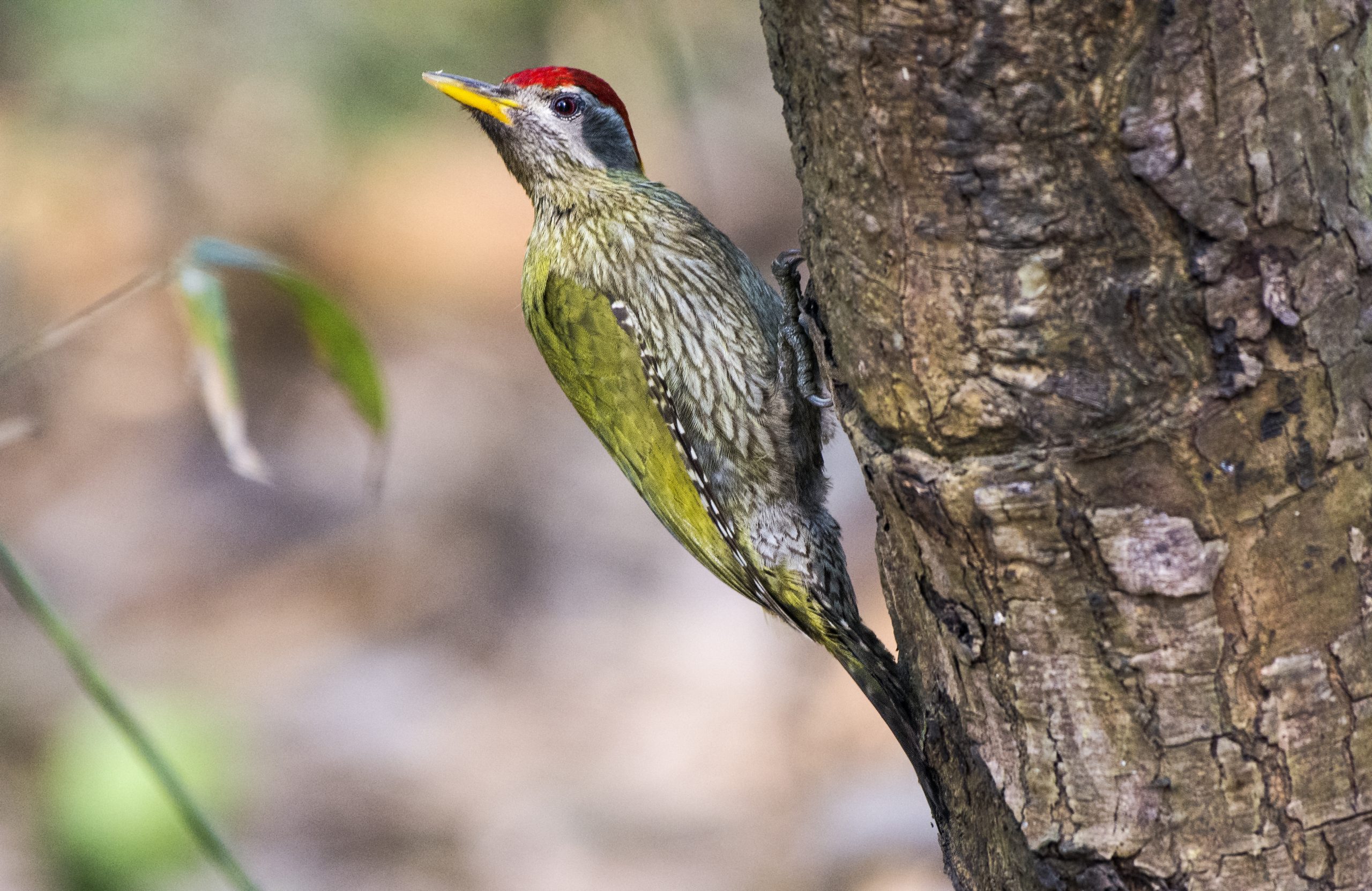 Streak-throated woodpecker male