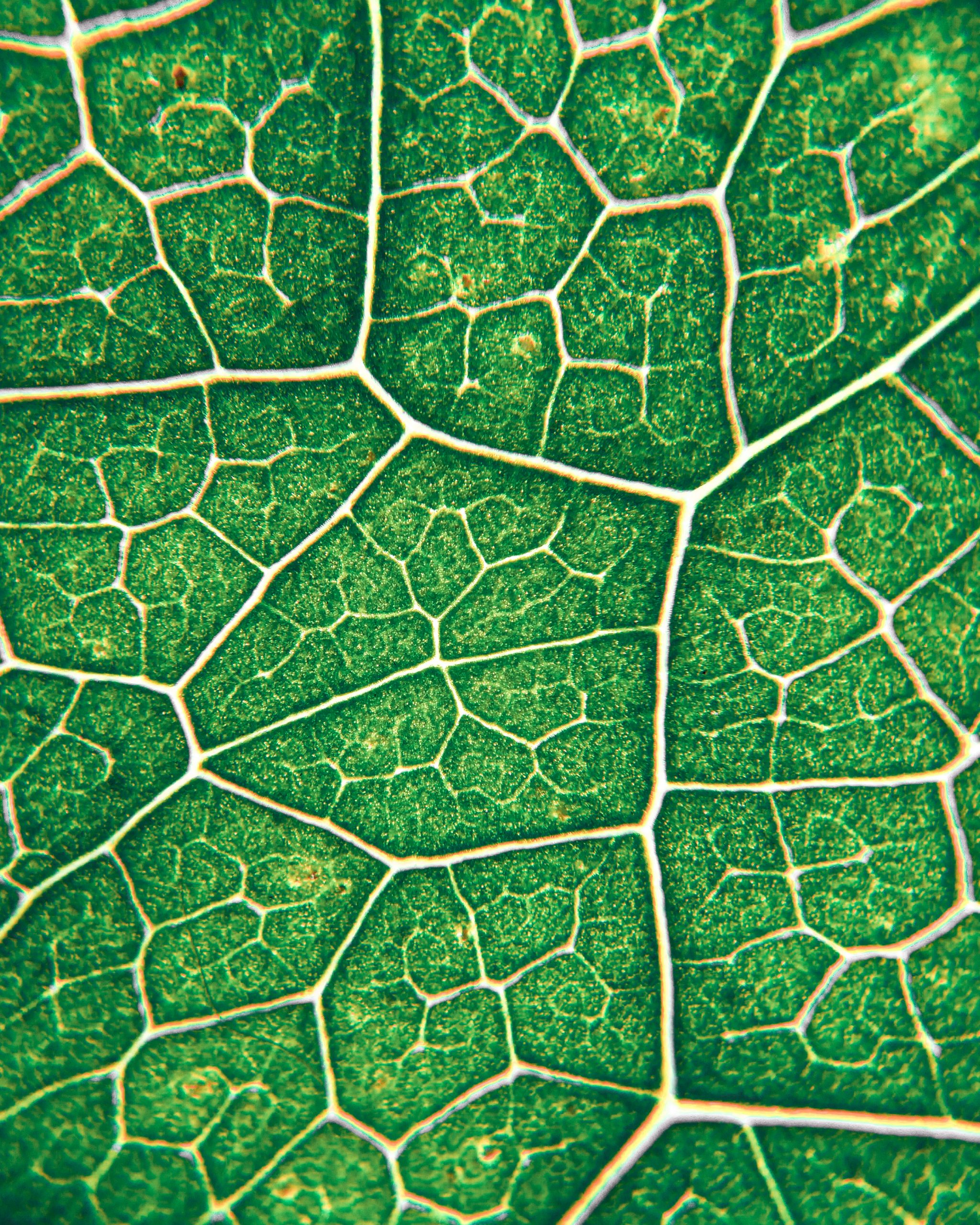 Leaf Structure