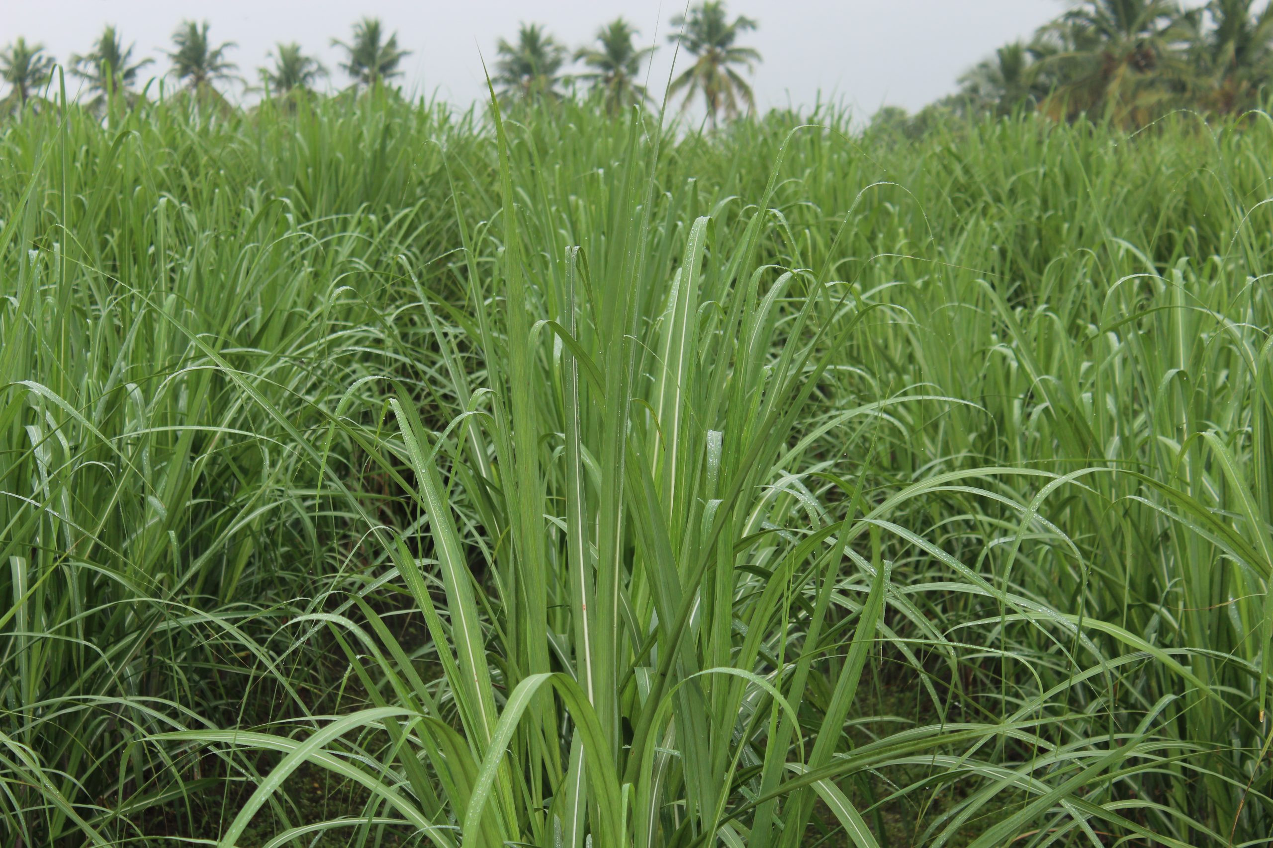 Sugarcanes plantation in a field