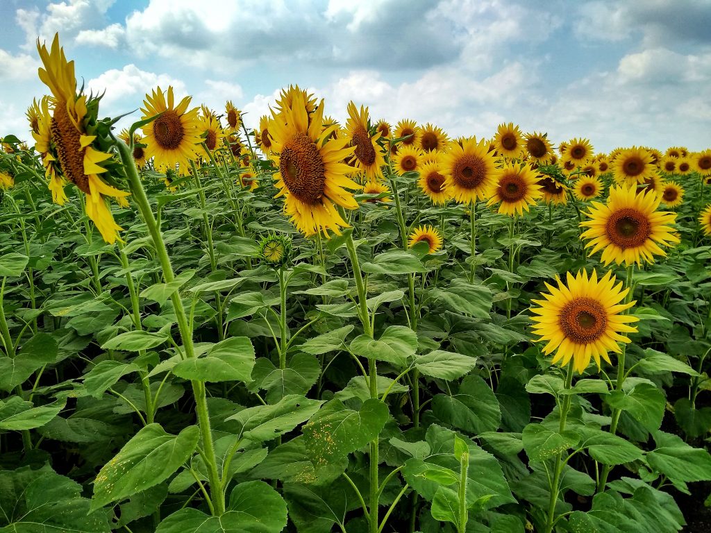 Sun Flower field PixaHive