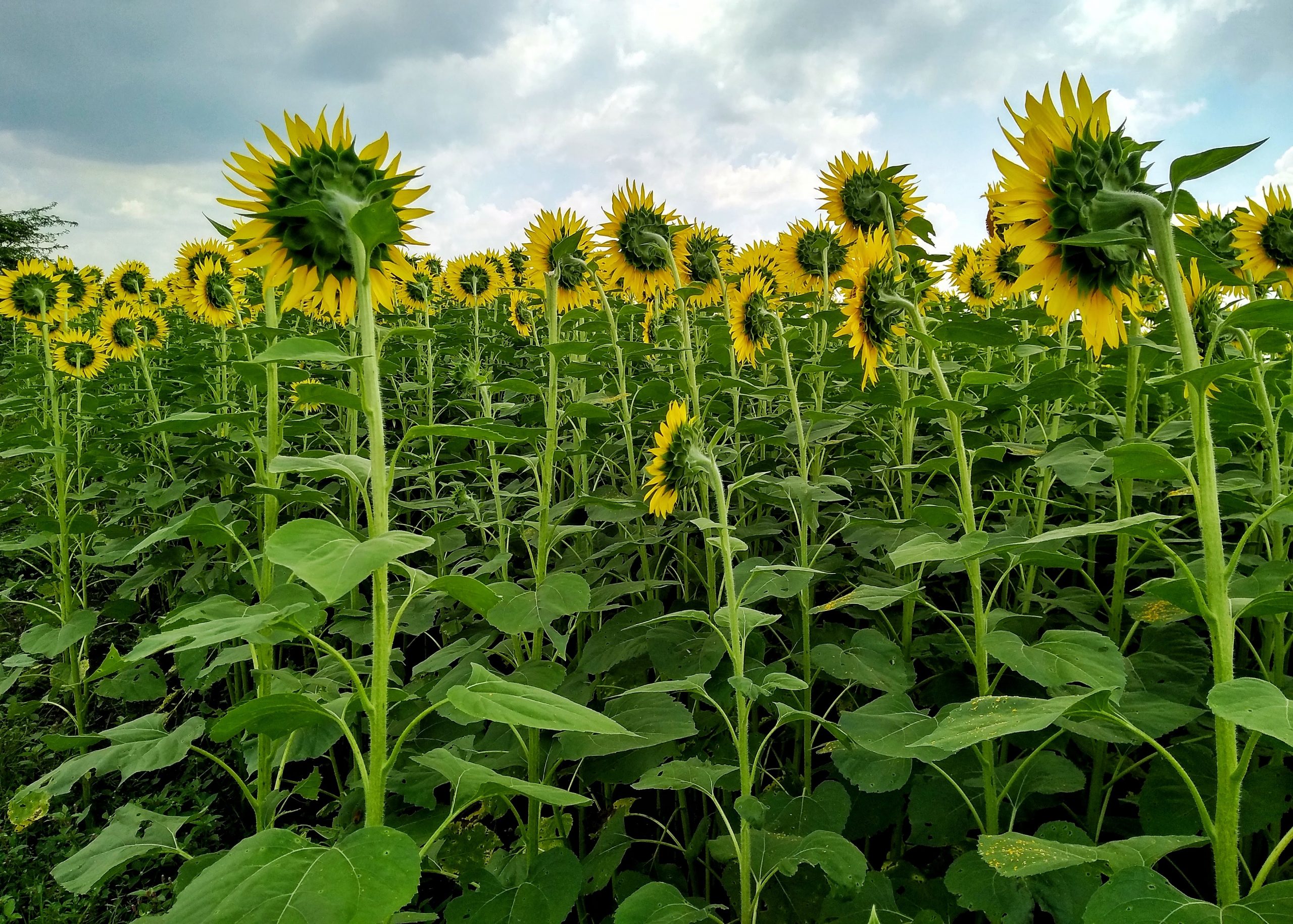 Sun Flowers