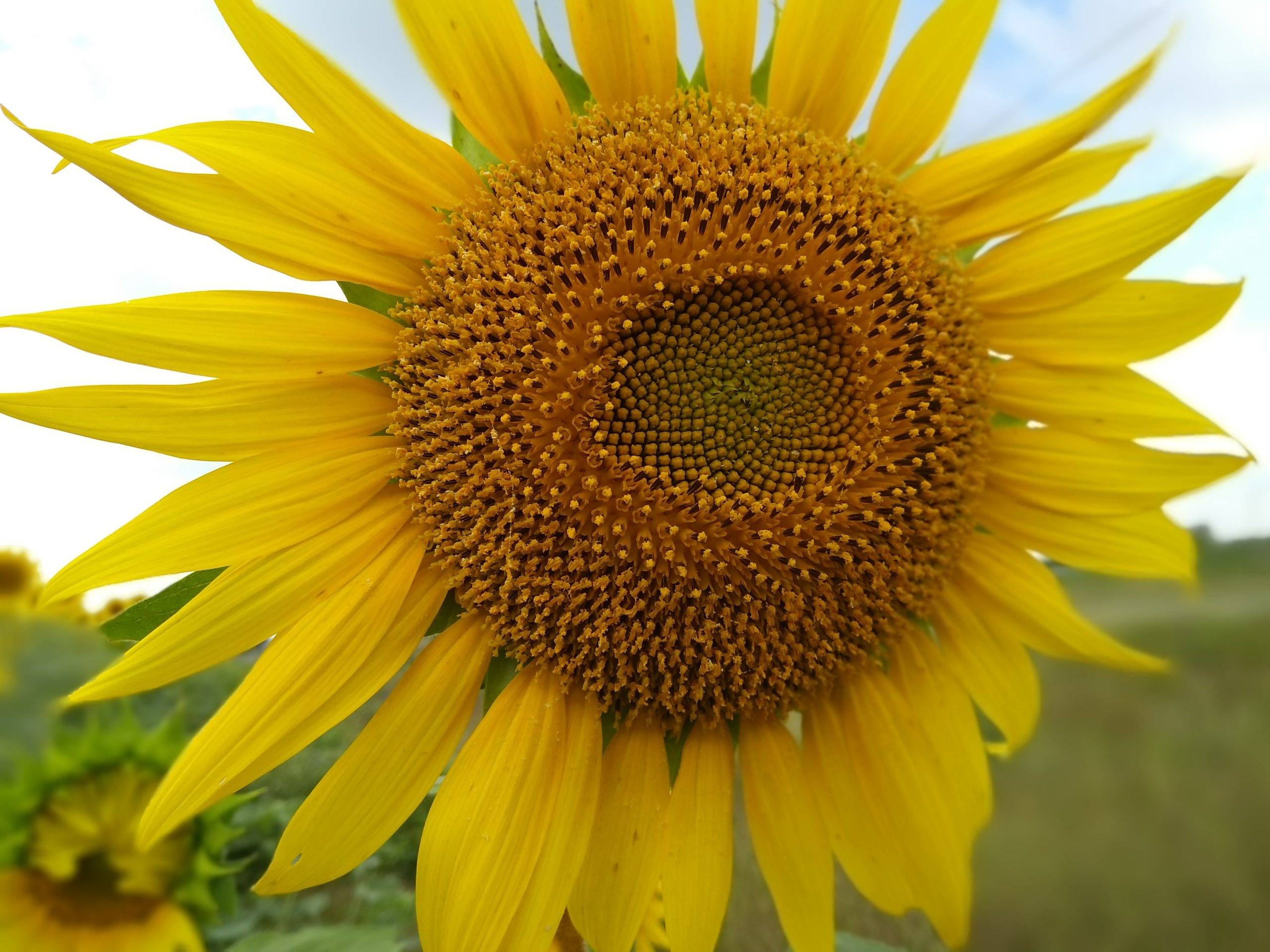 Sunflower on Focus