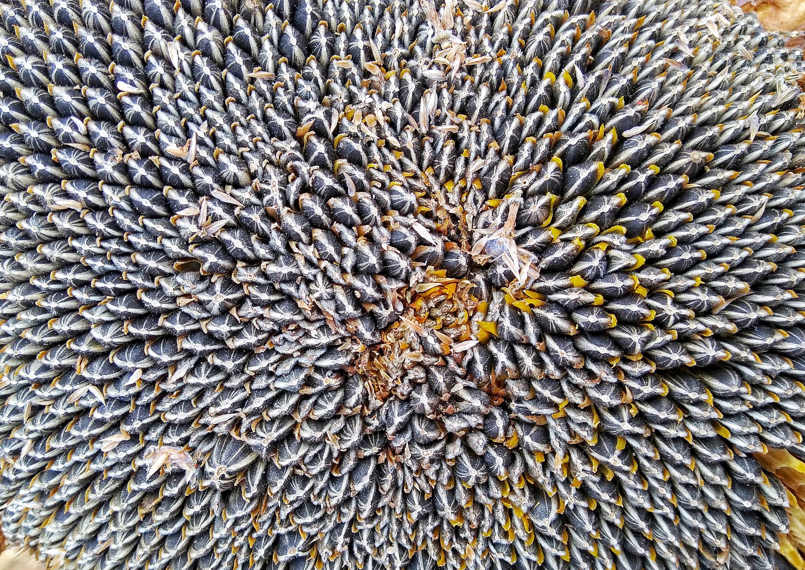 Seeds of sunflower