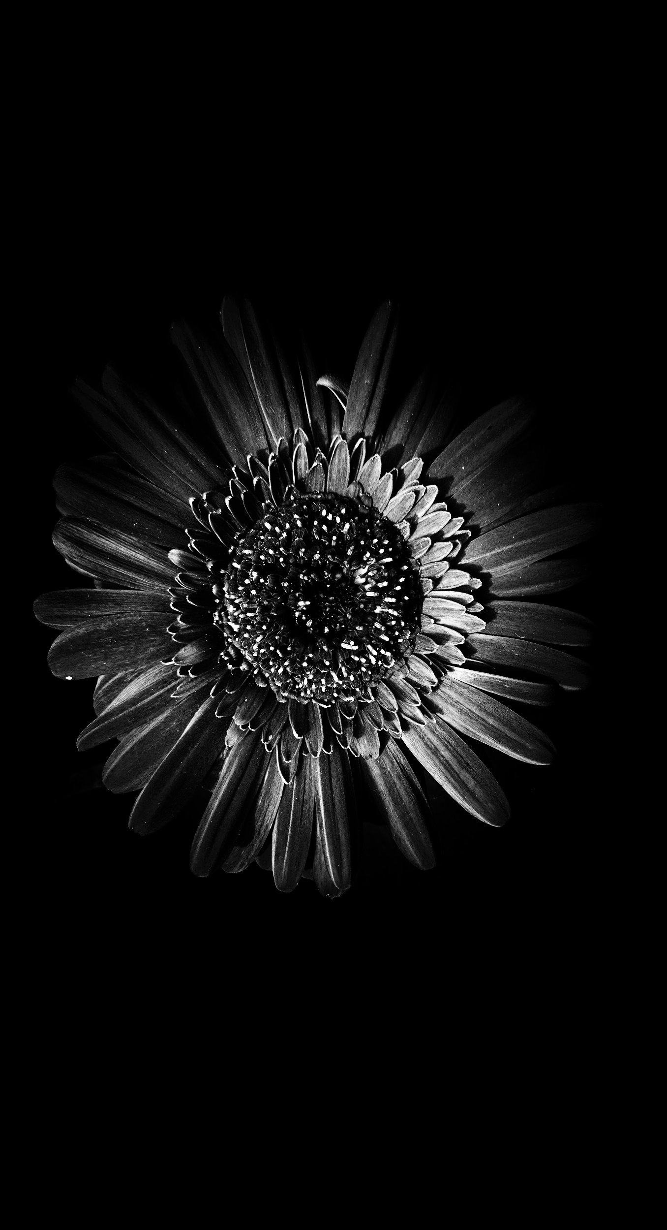 Sunflower in Black & White.