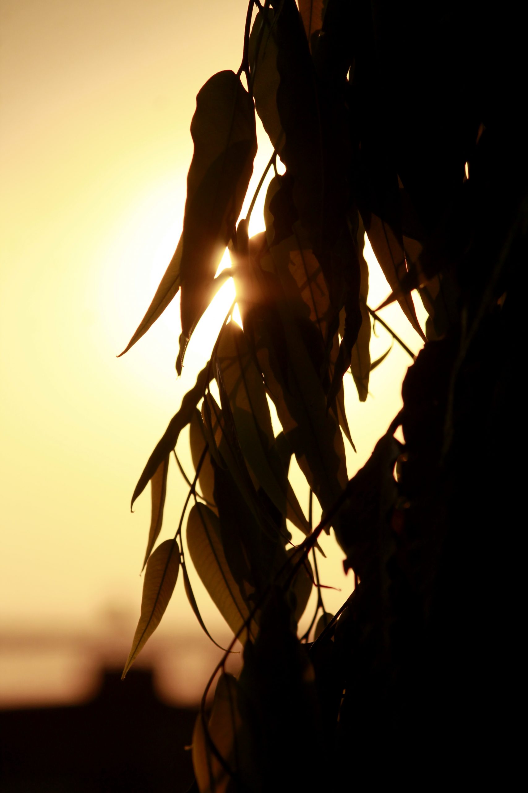 sun behind leaves