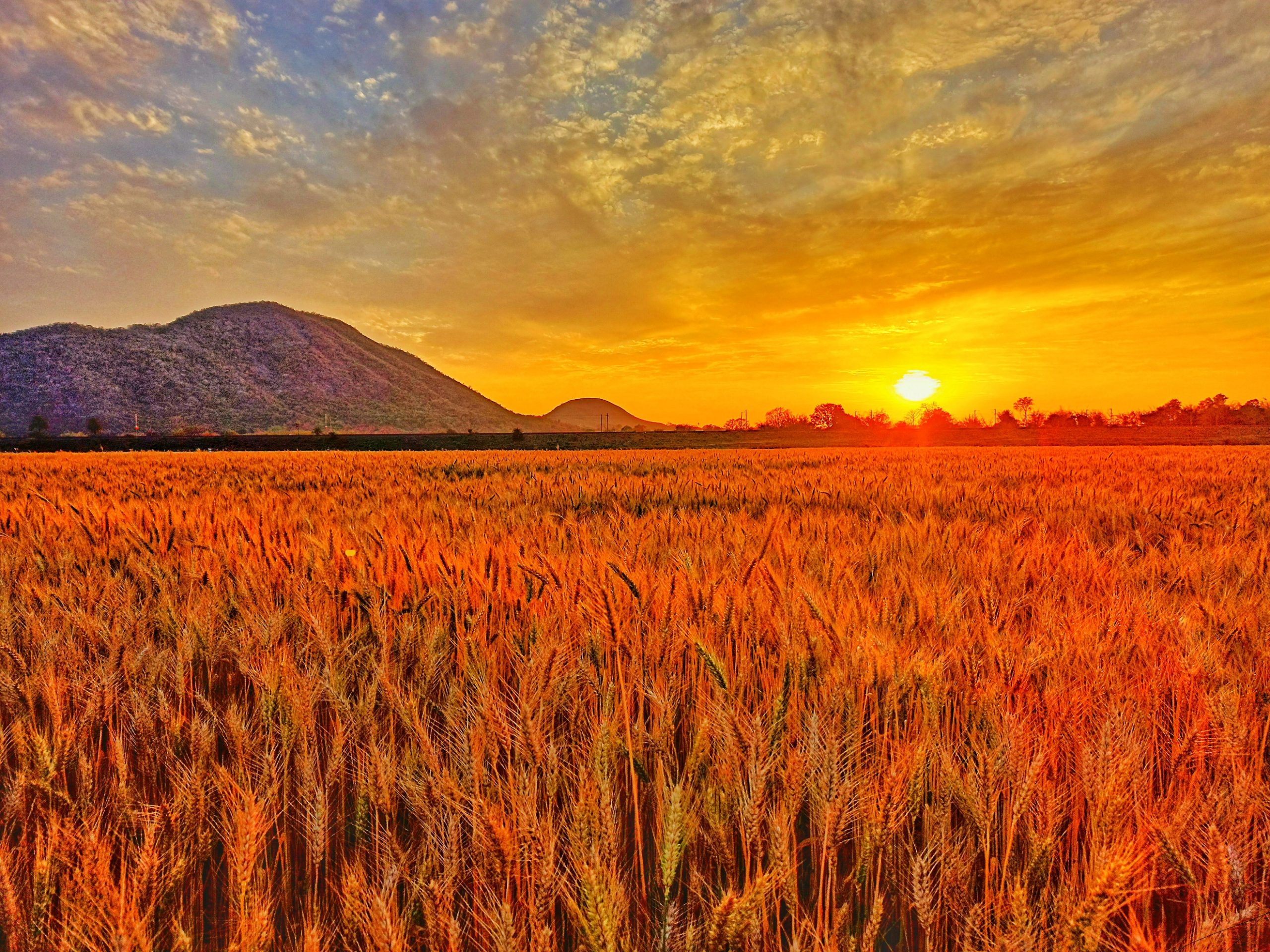 Sunset on wheat fields