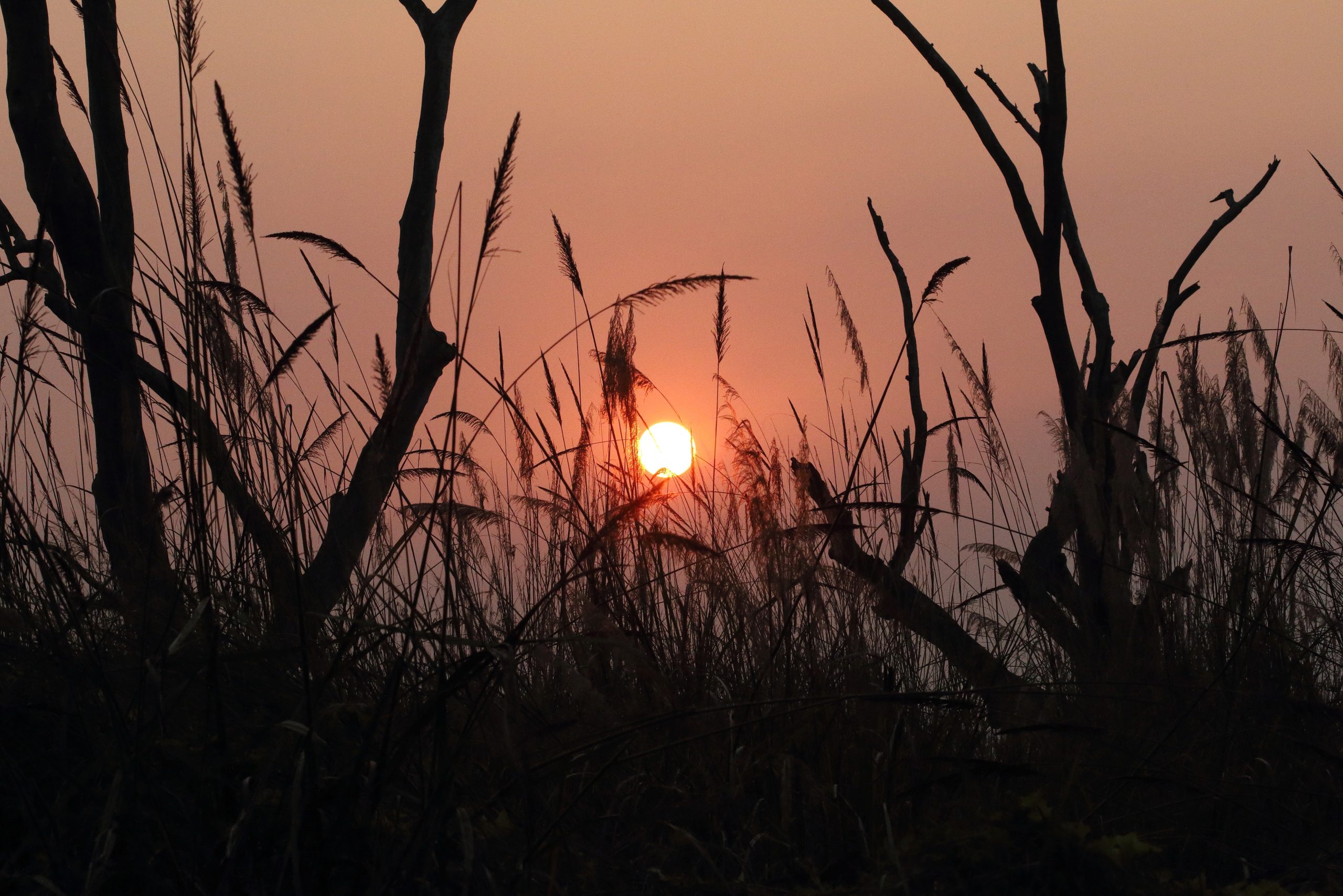 Sunset through the Grass