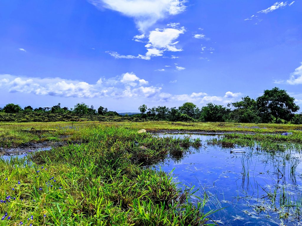 Swamp in a Plain - PixaHive