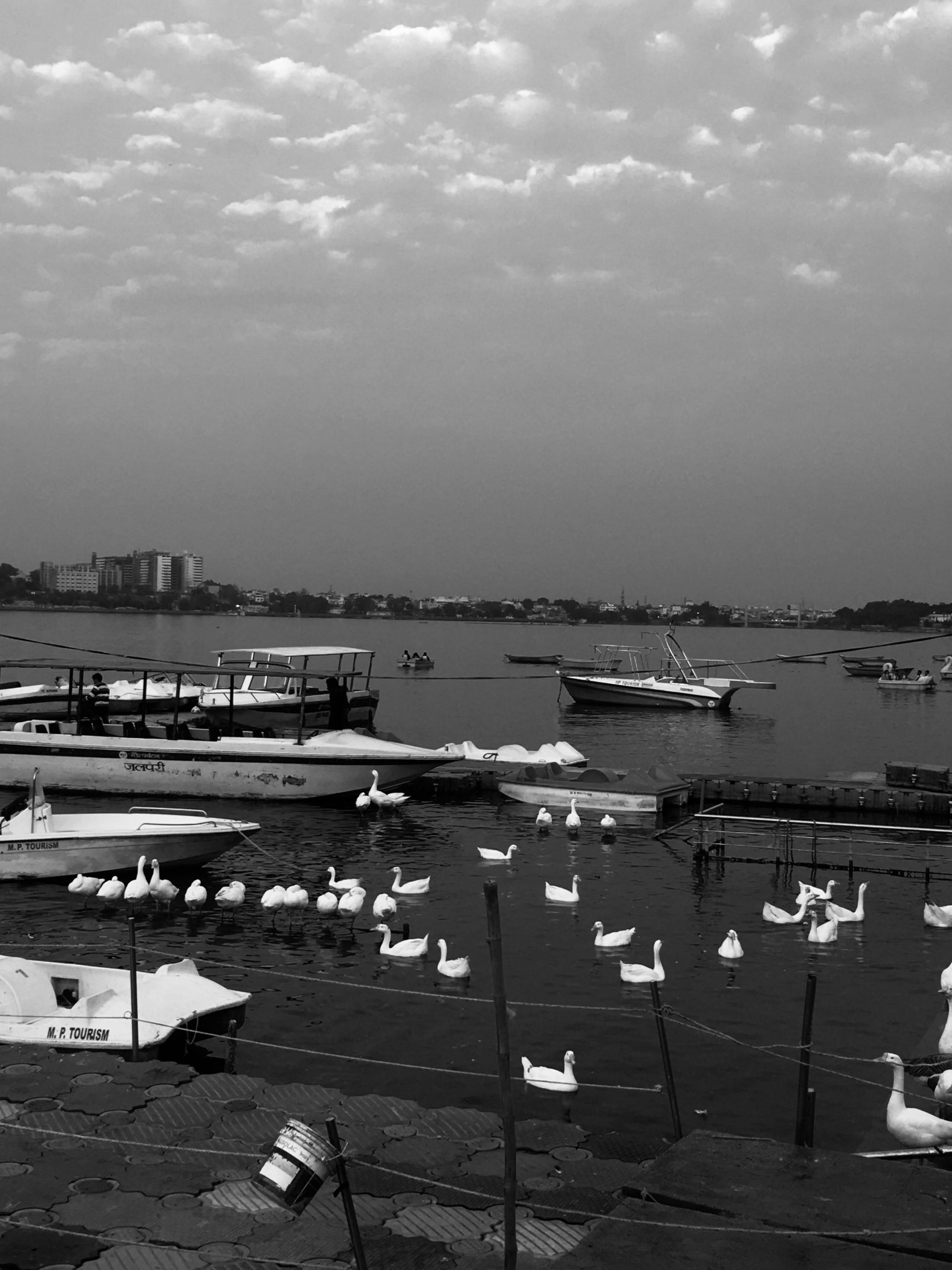 Swans and boats in black and white