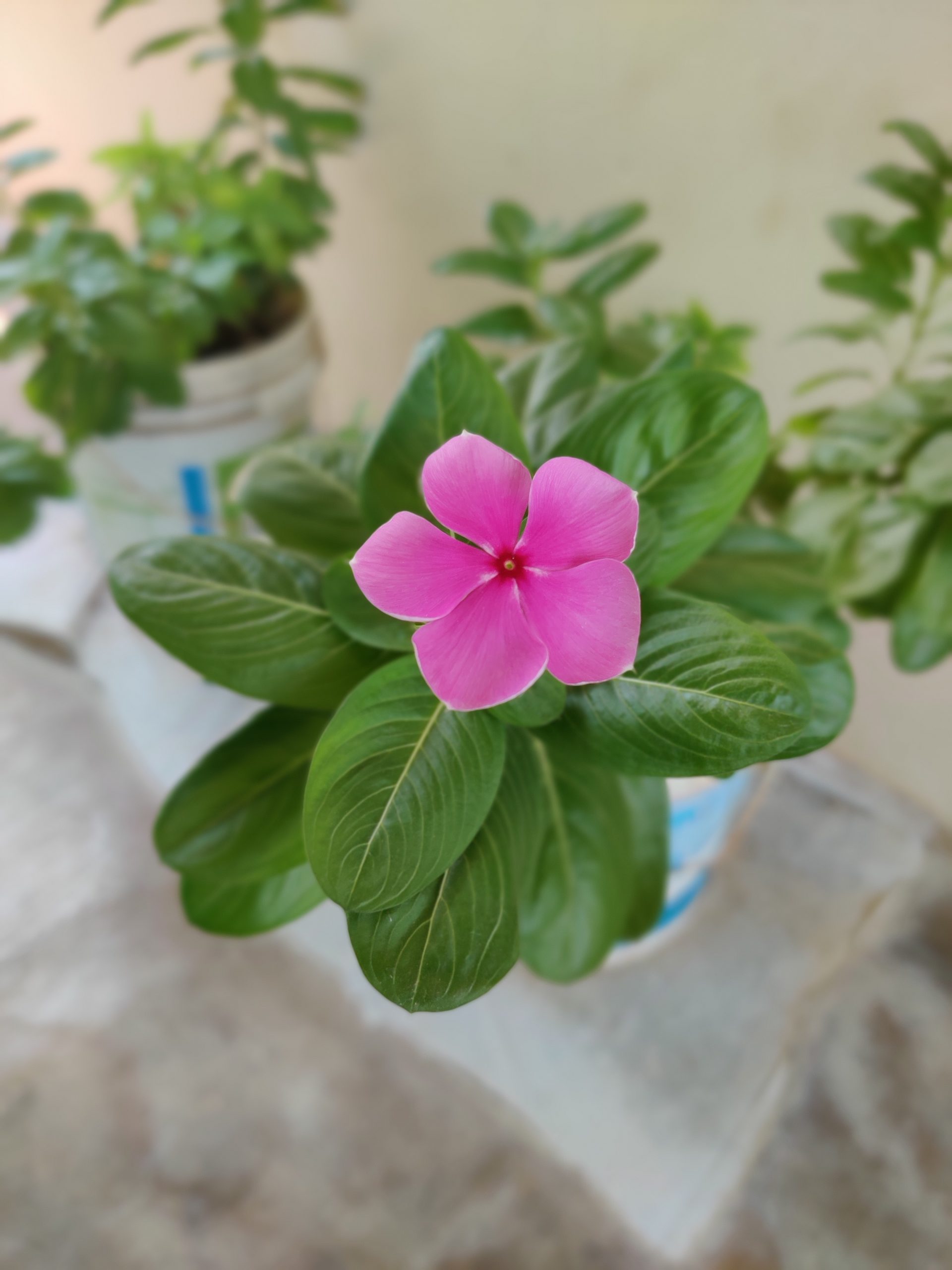 THE FIRST FLOWER