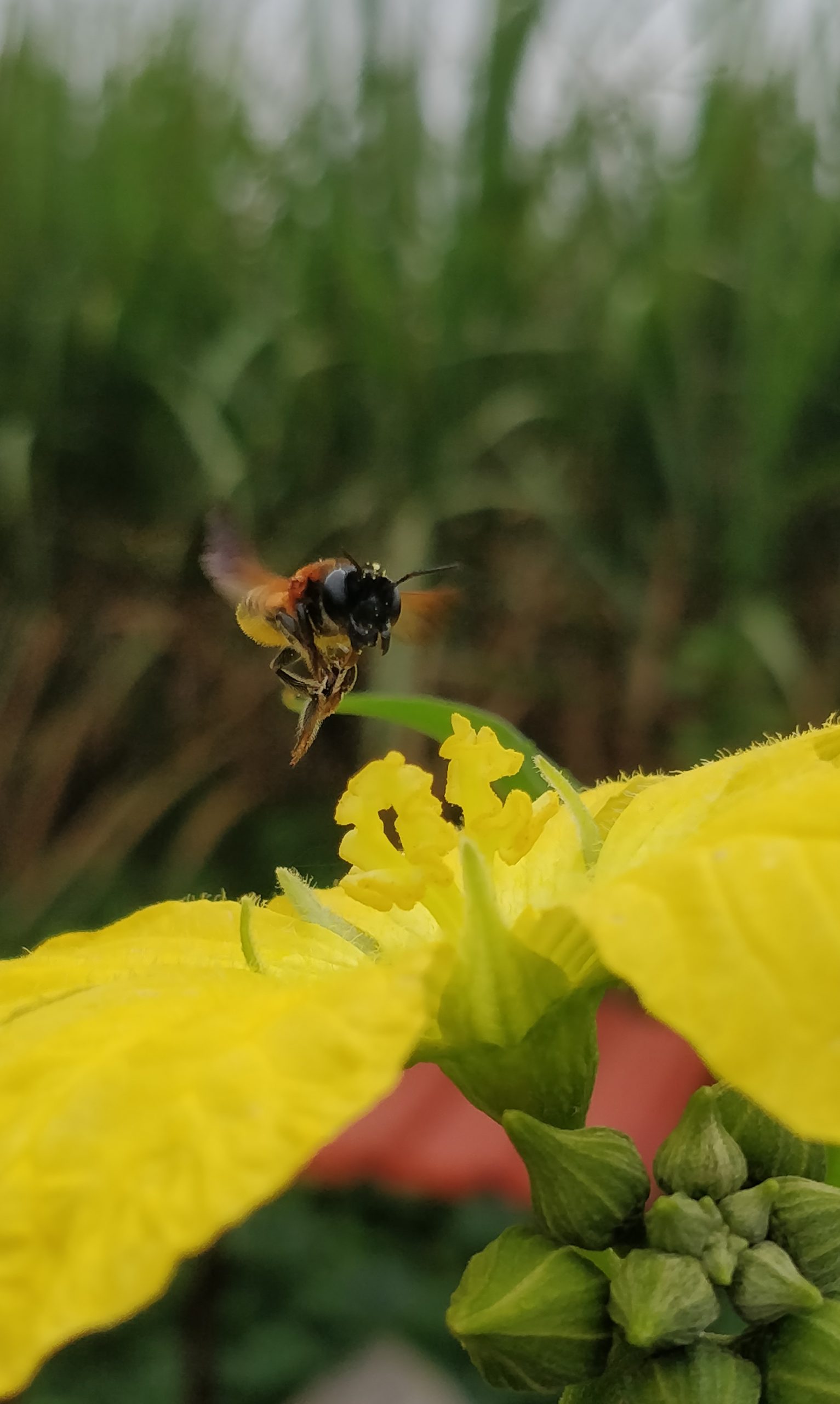 honey bee on a yellow flower