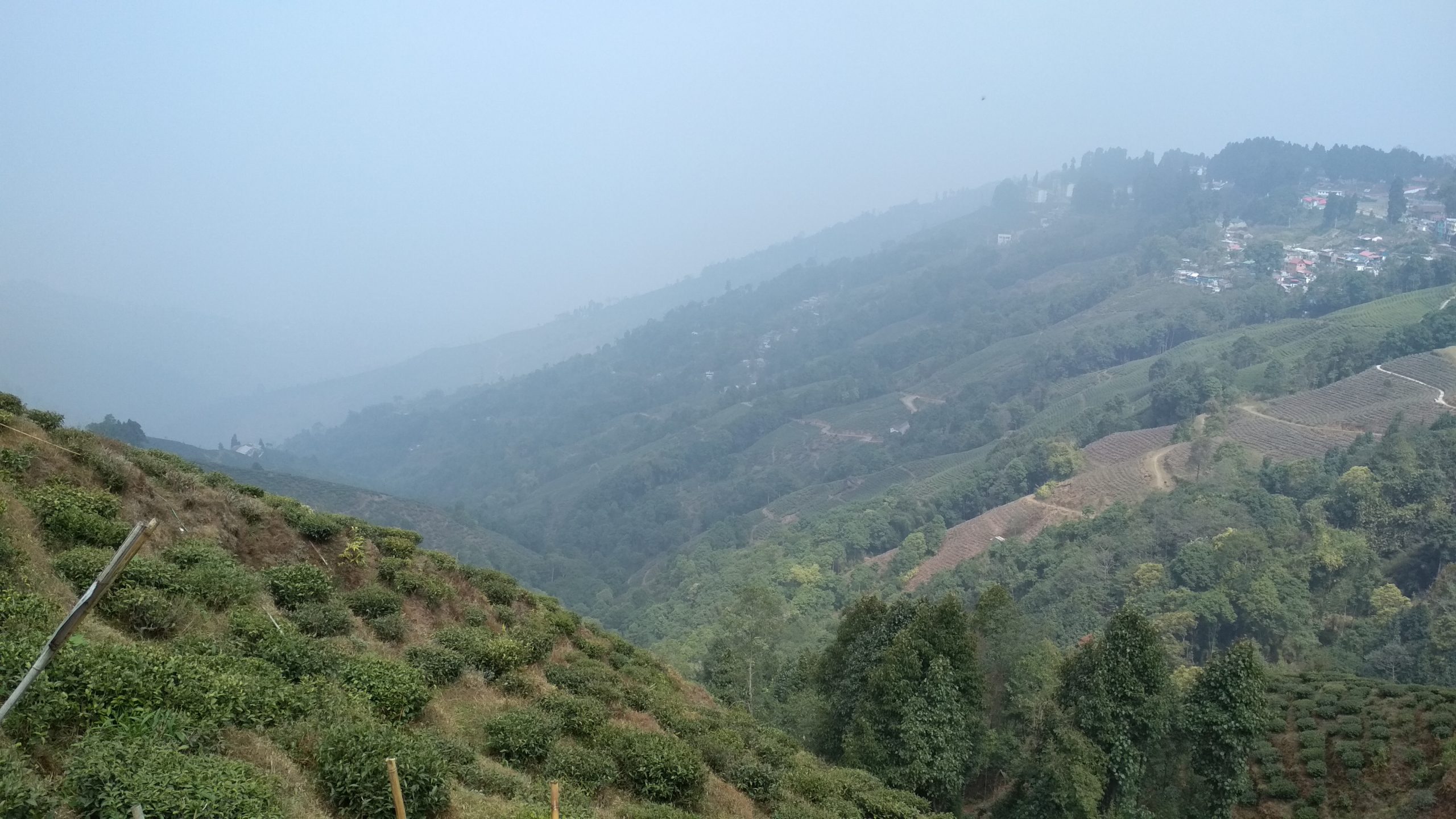 Tea Garden View in Darjeeling, India