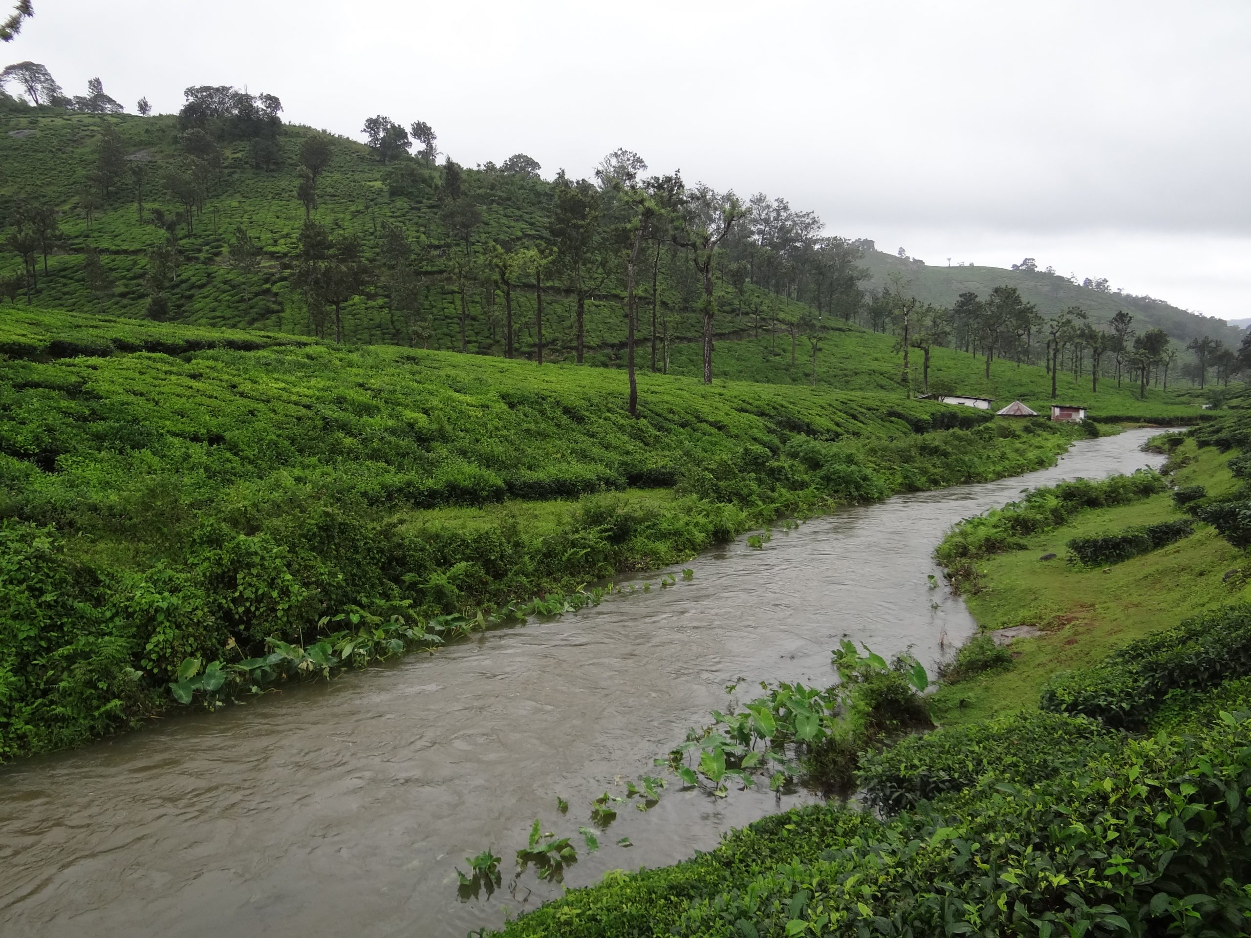 tea plantations on hills