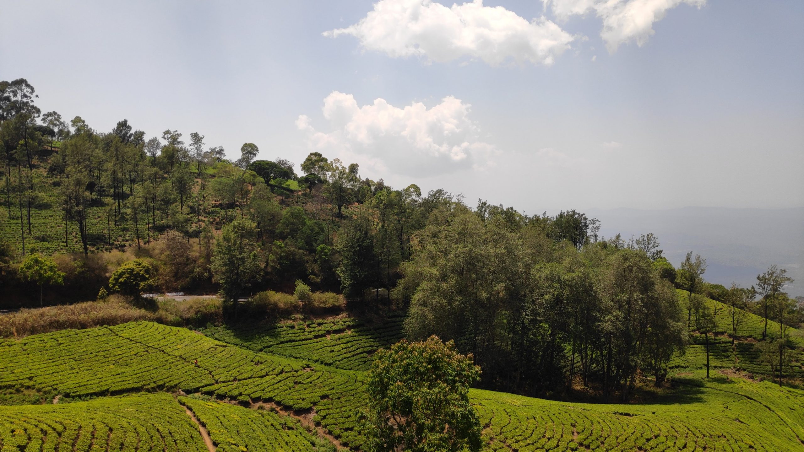 Tea garden, Munnar