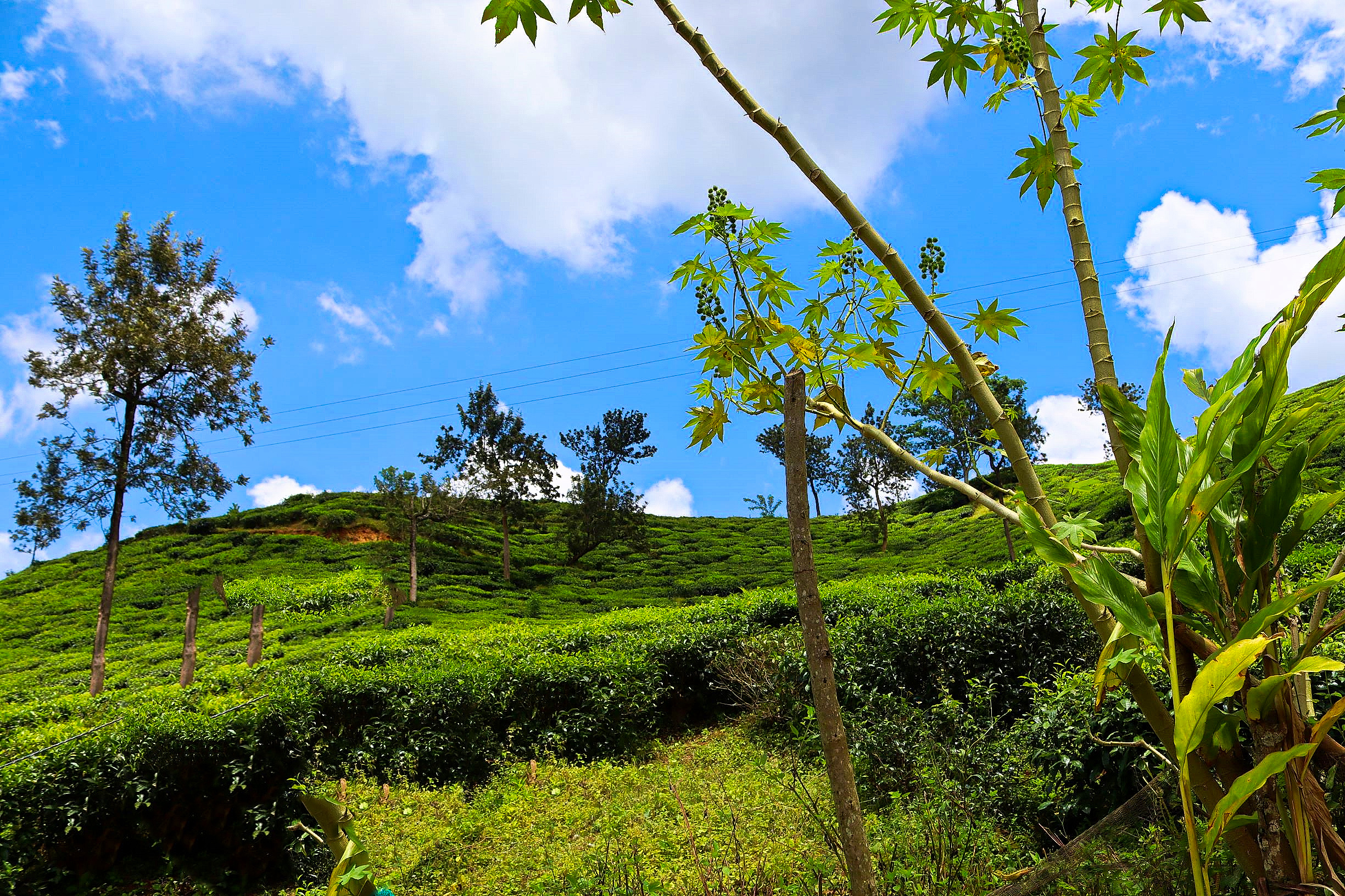 Tea plantation in an area