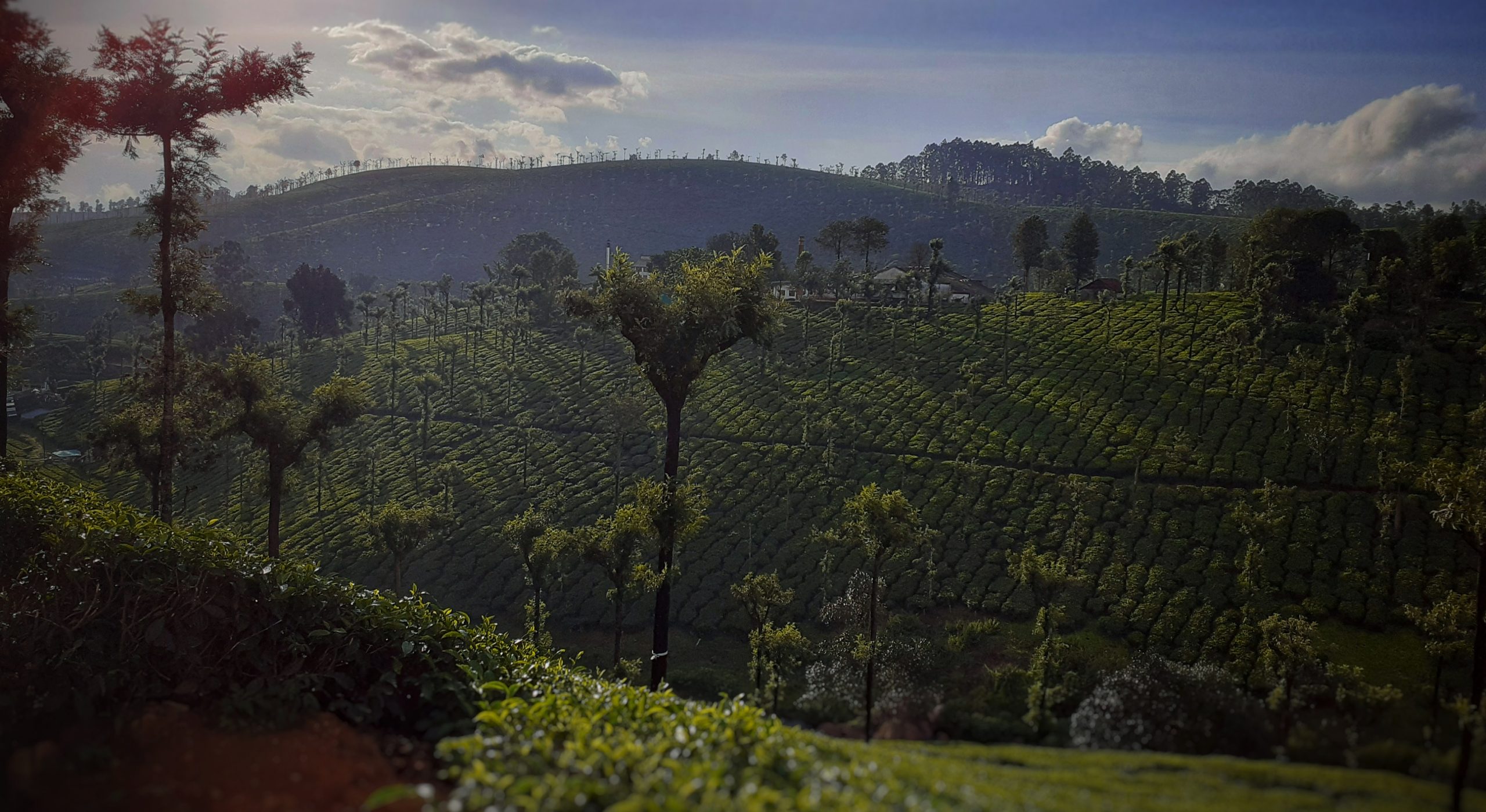 Tea plantation on Valparai valley