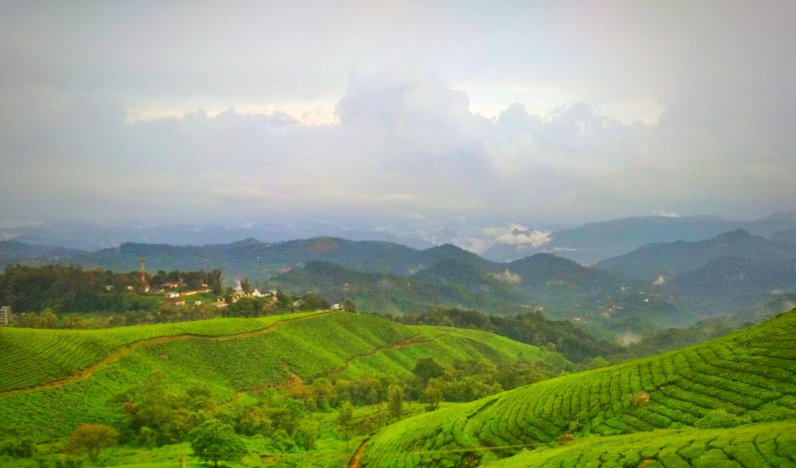 Tea plantation on munnar hills