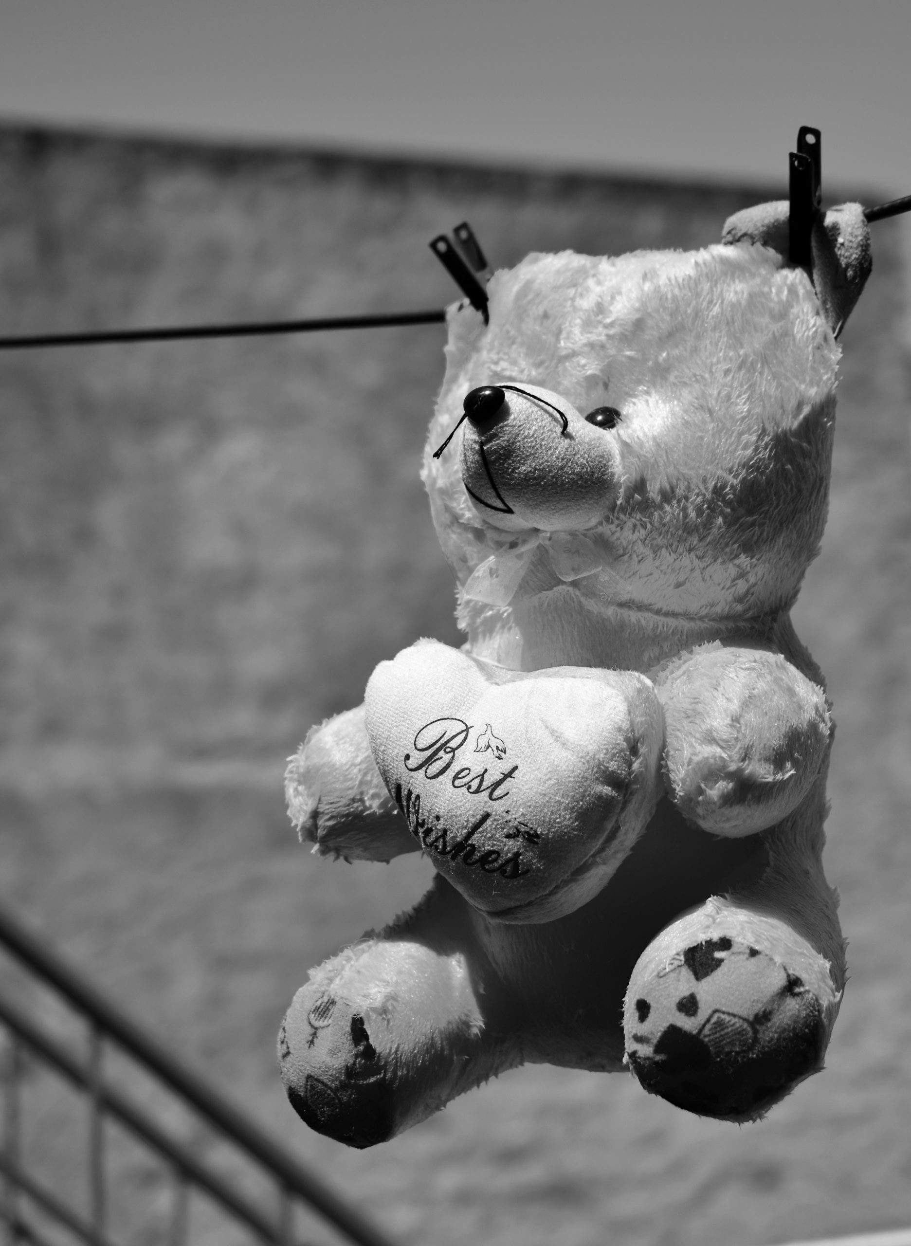 Teddy bear drying in sunlight.