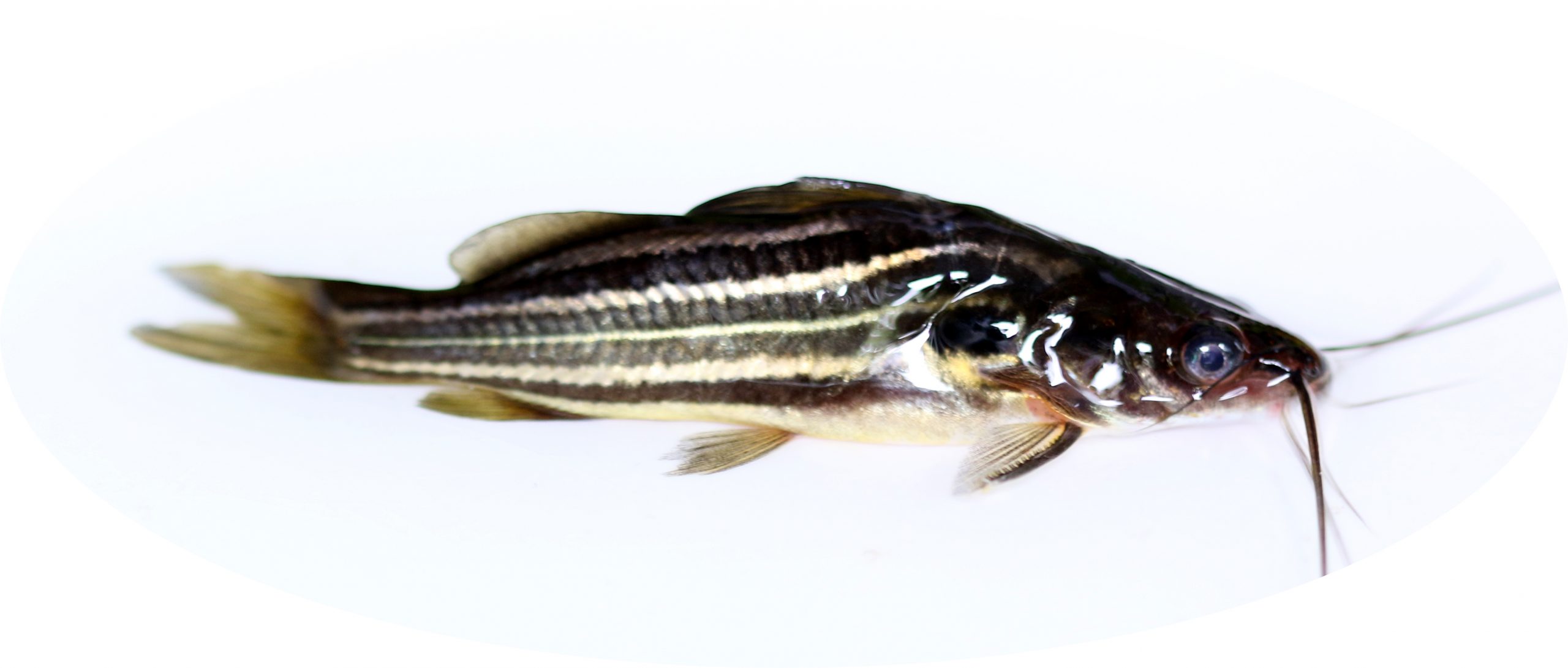 Tengra Fish