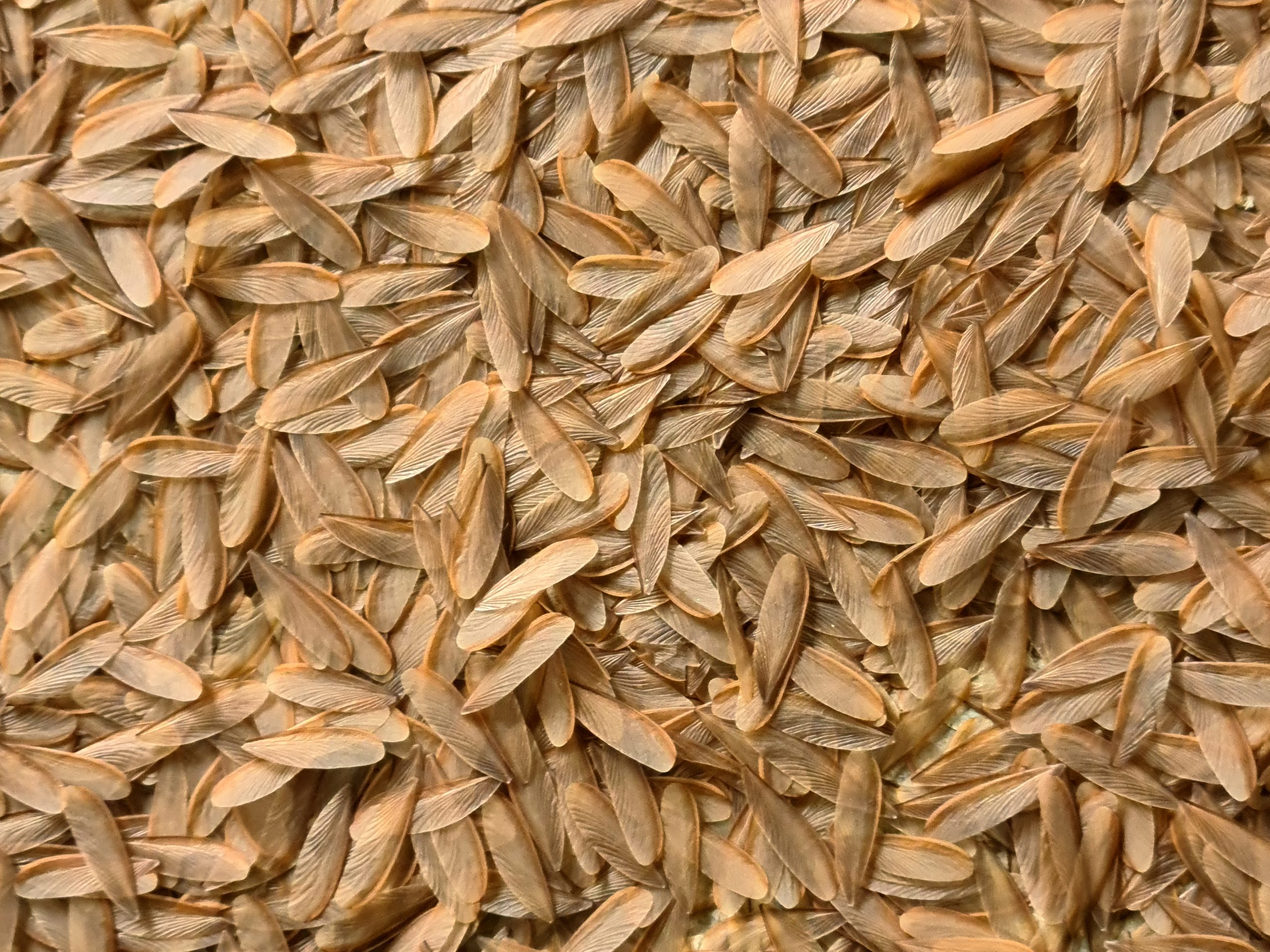 termite feathers