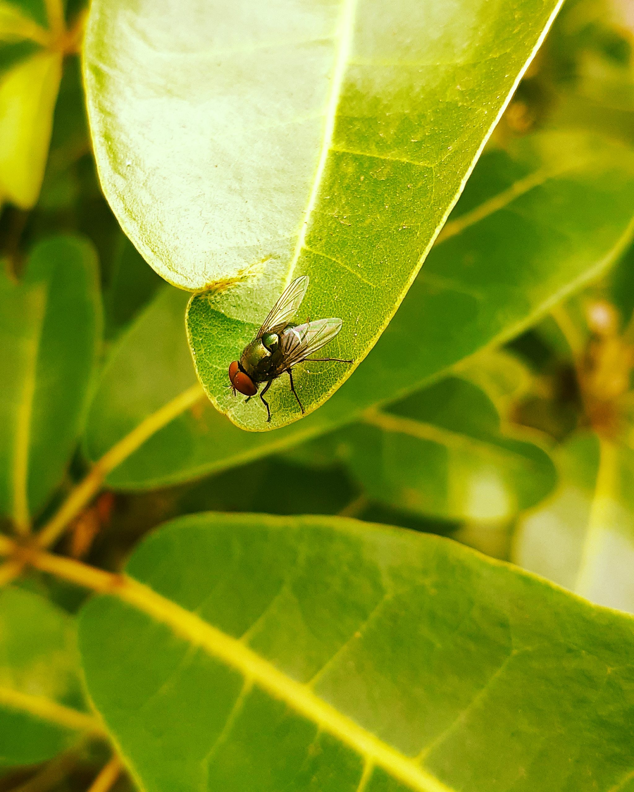 An insect sitting on a large leave