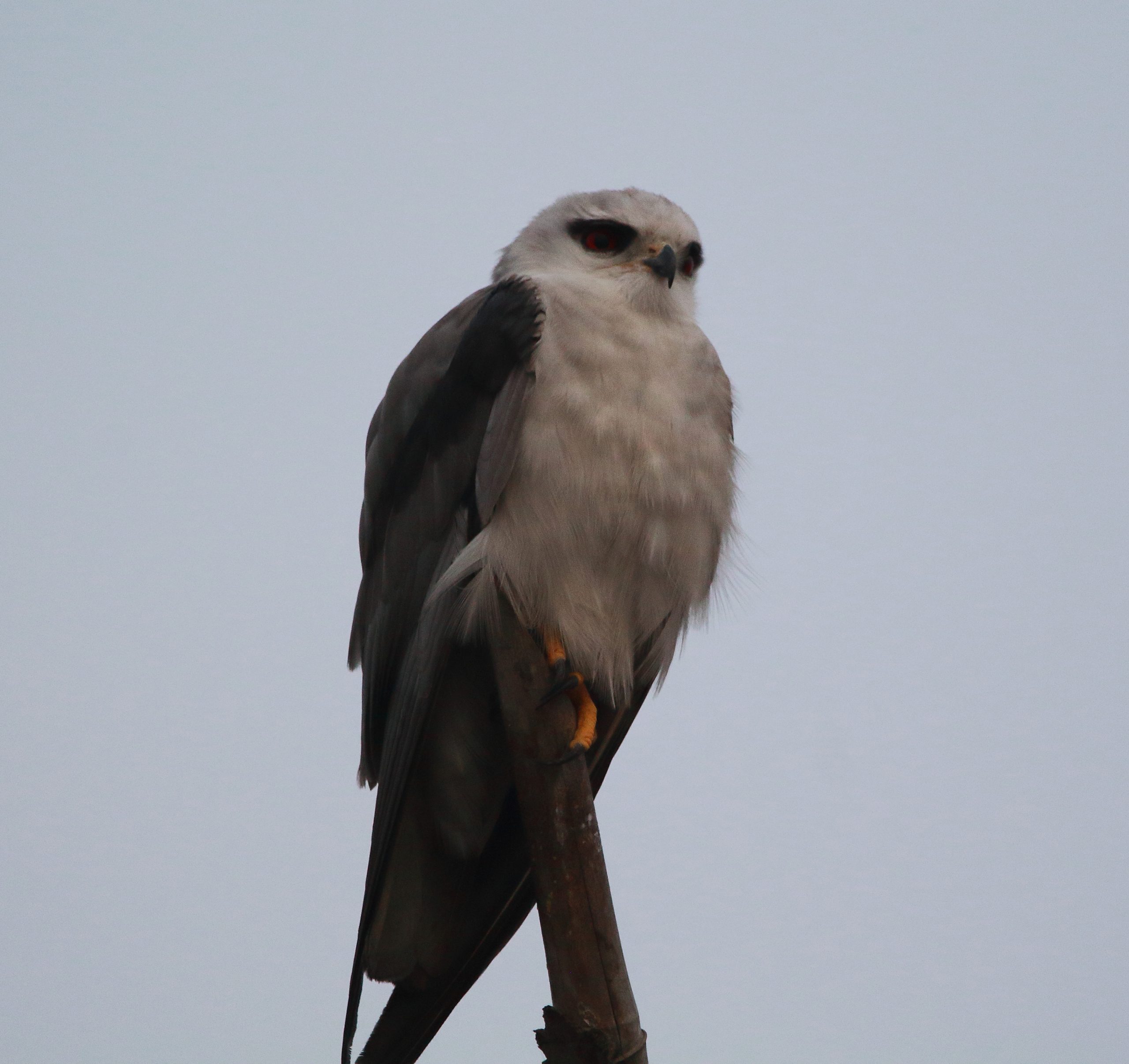 Sitting Kite