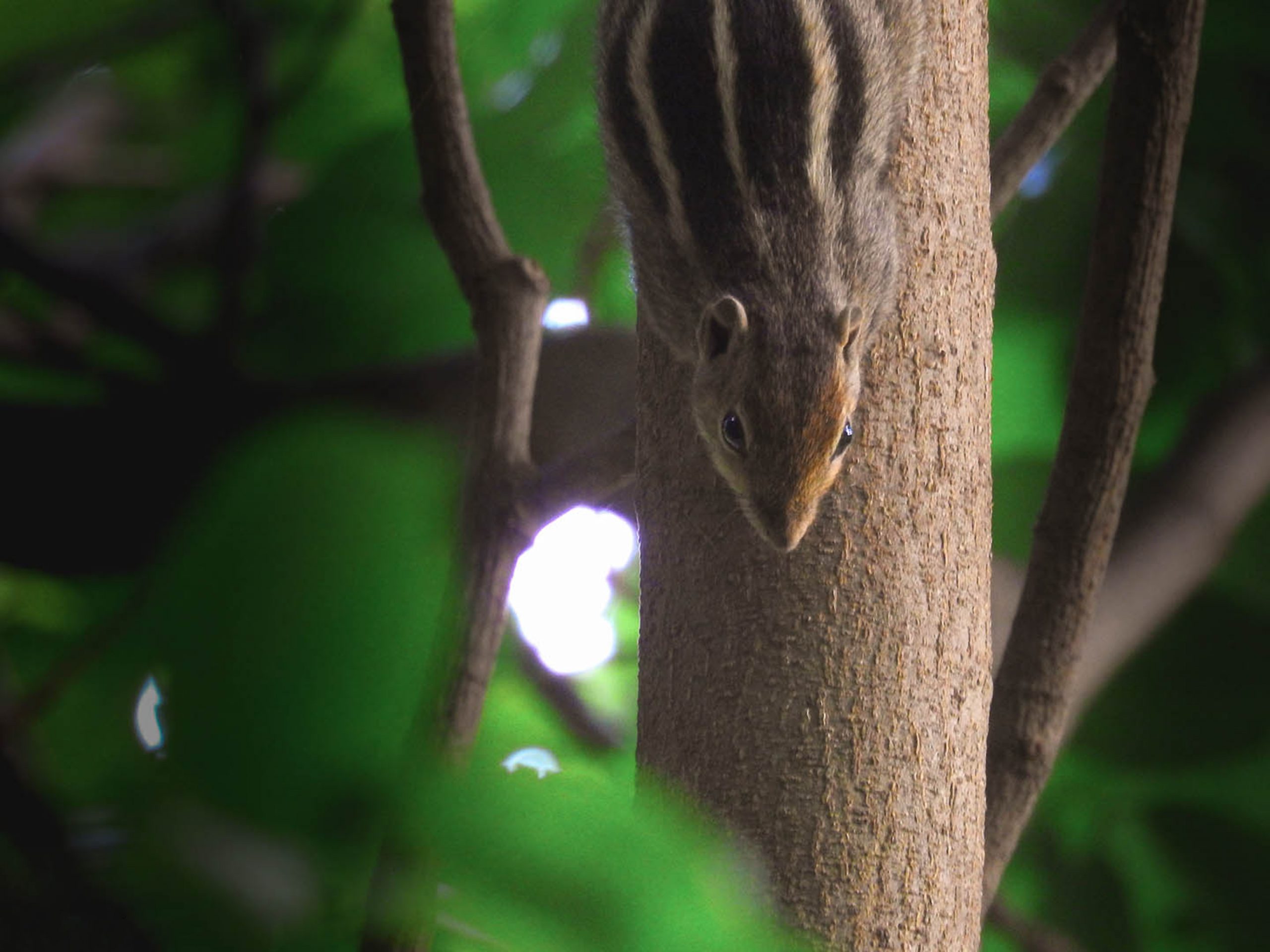 The Indian Palm Squirrel