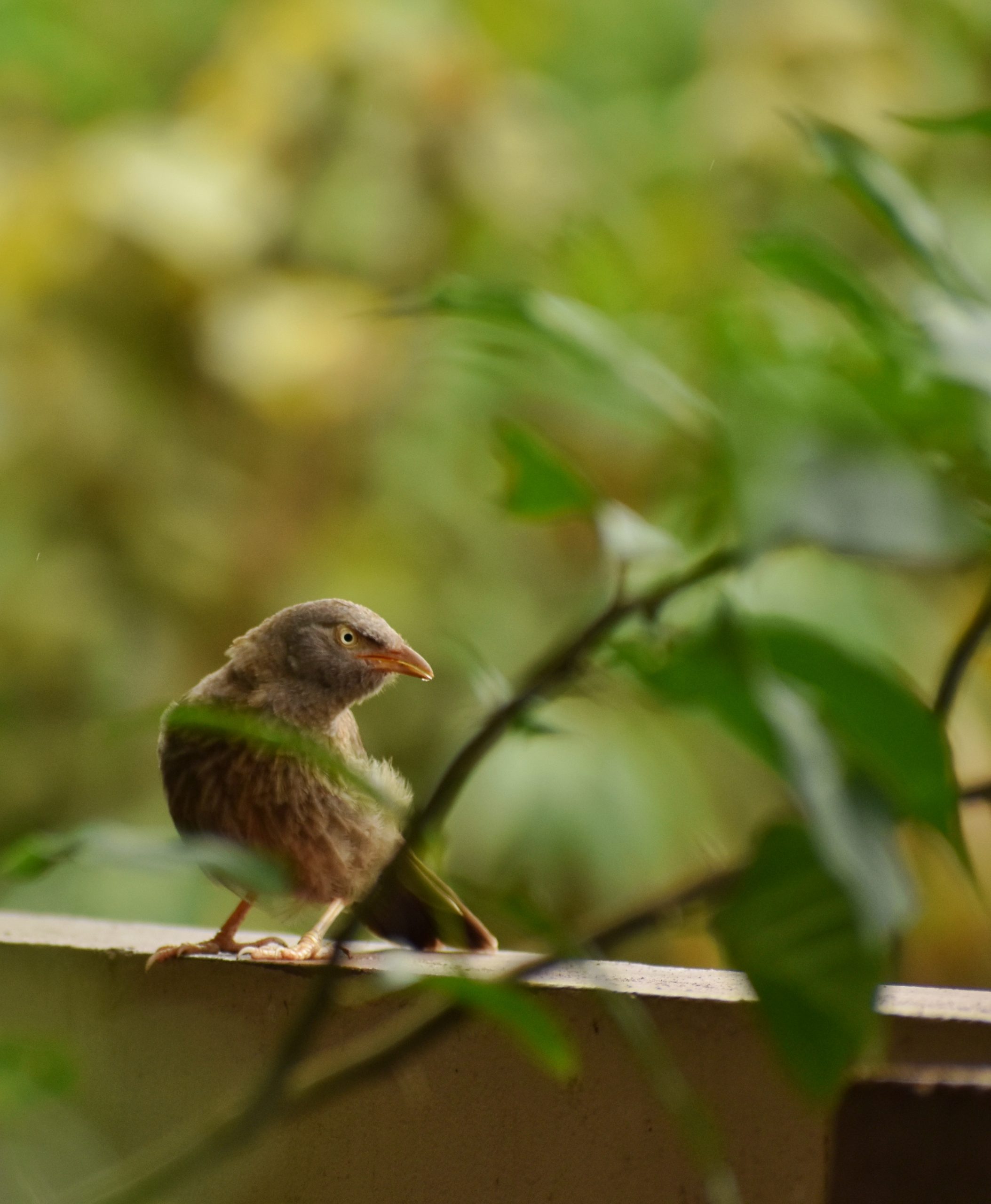 The Jungle Babbler