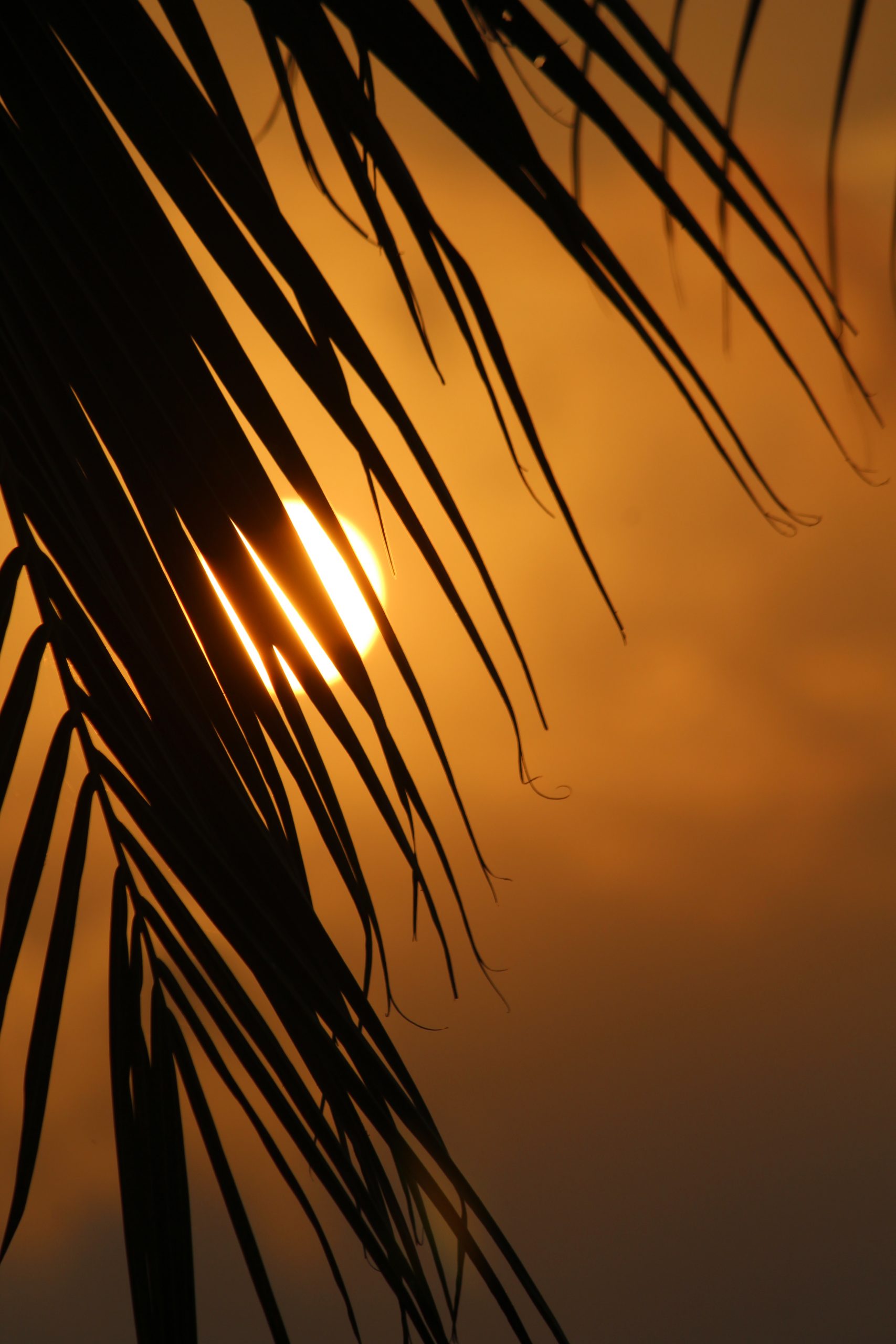 sun hiding behind tree leaves